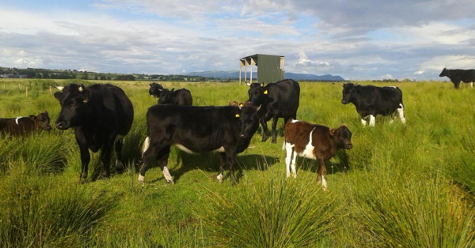 West Moss-side Organic Farm: Where nature complements creativity