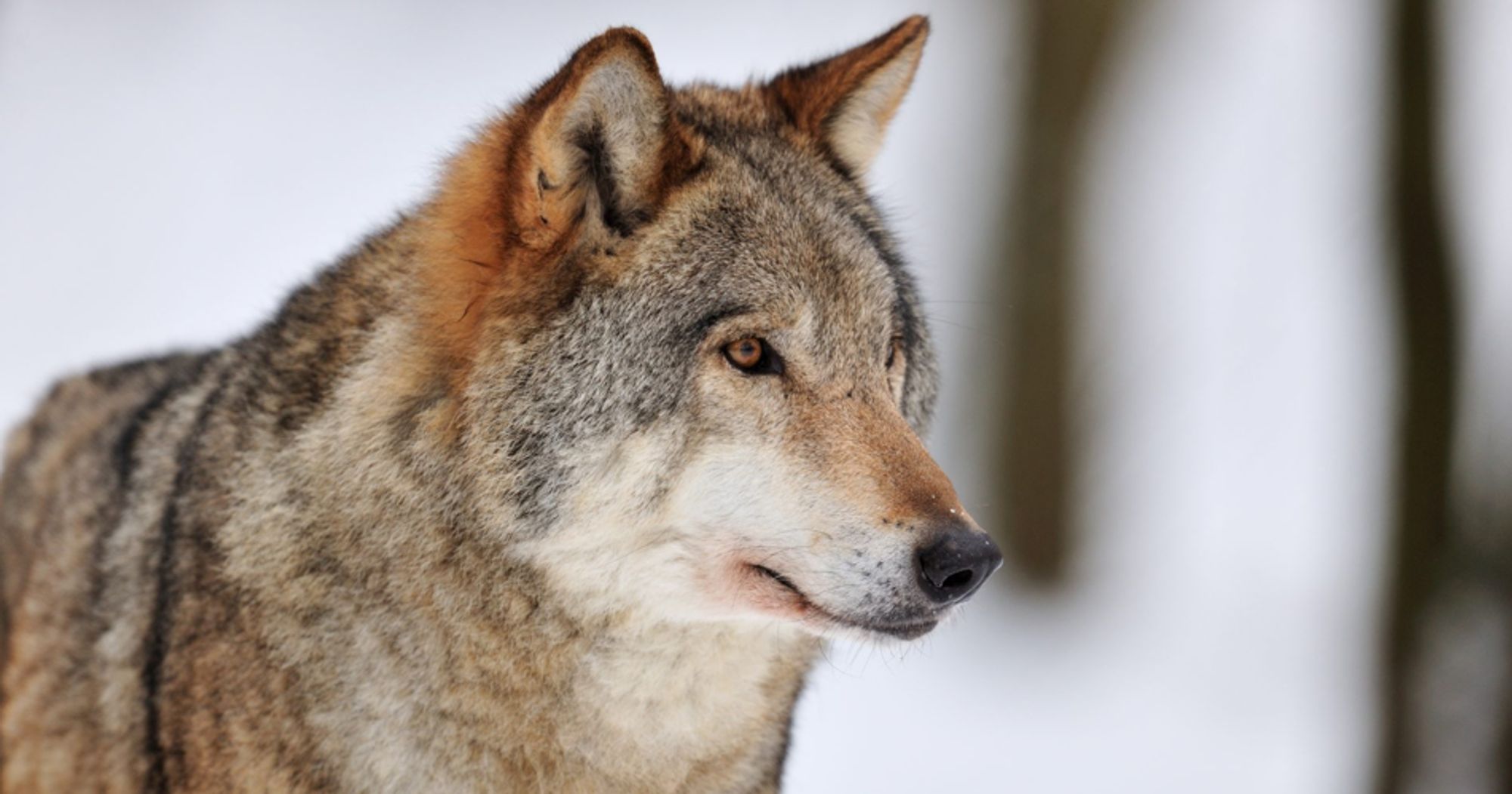 Press Release: Europe weakens wolf protection - Major blow to science and biodiversity