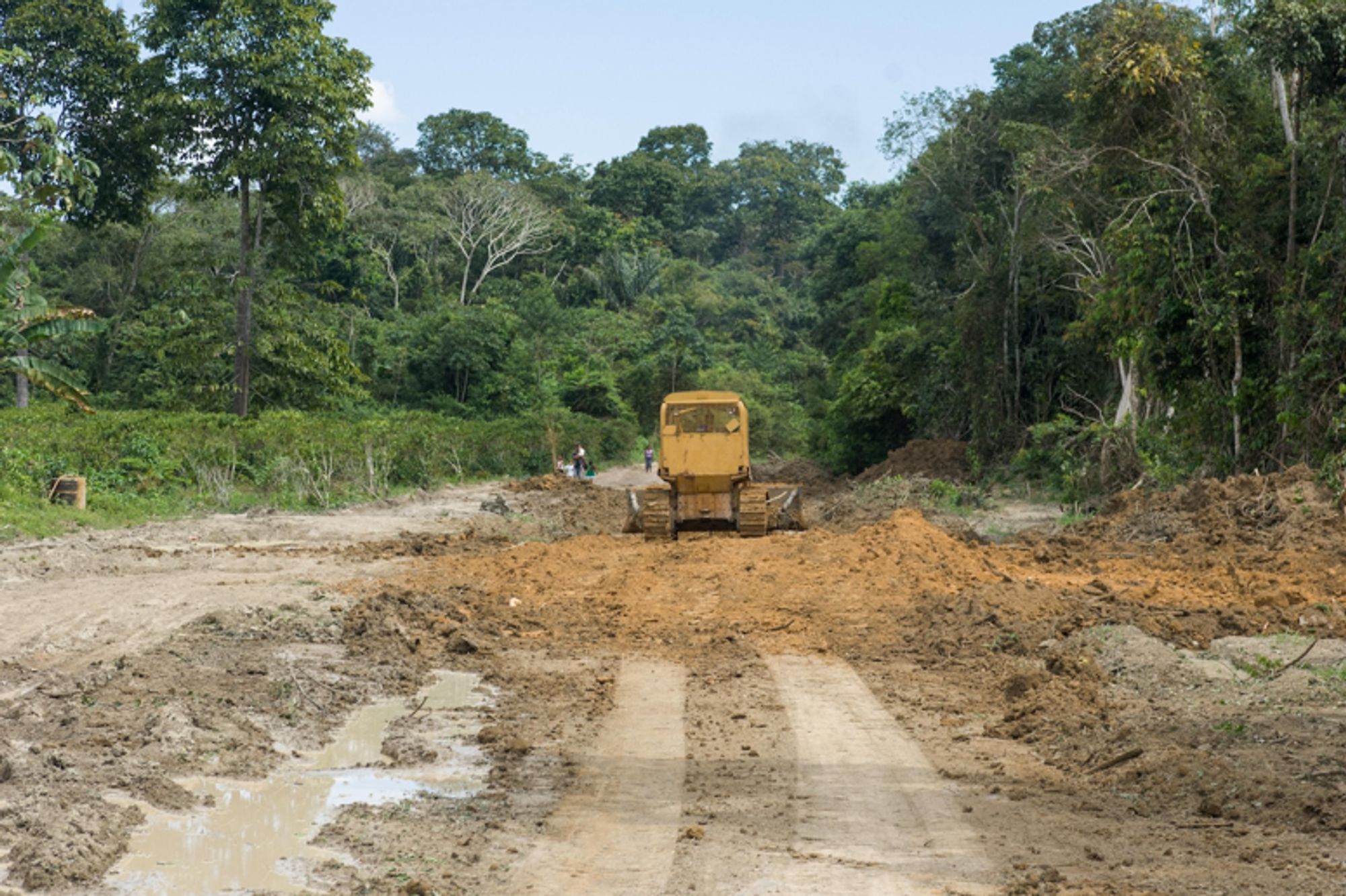 Tropical forest degradation due to 'edge effects' is 200% higher than thought