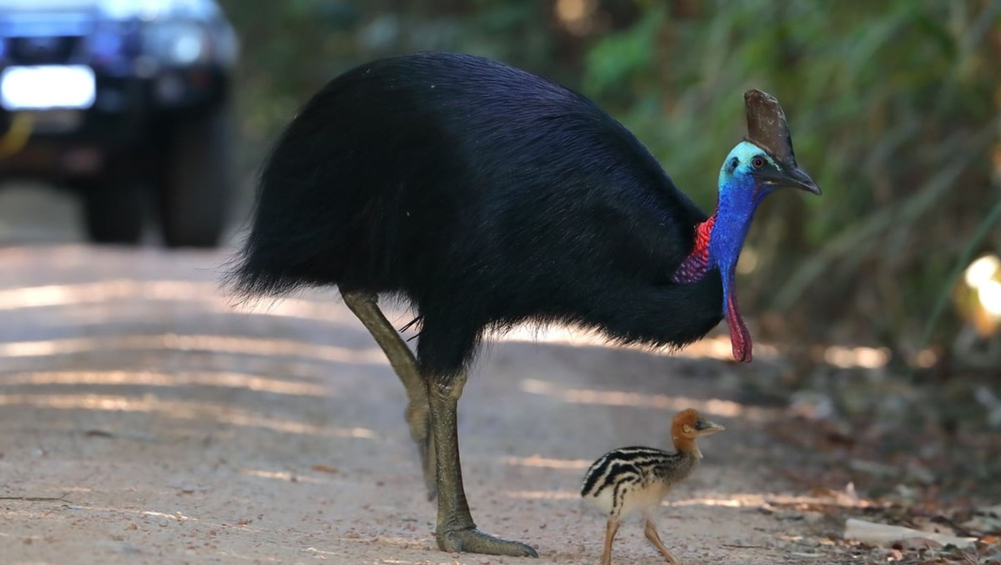 World Cassowary Day 2024: Why the 'world's most dangerous bird' is itself in danger