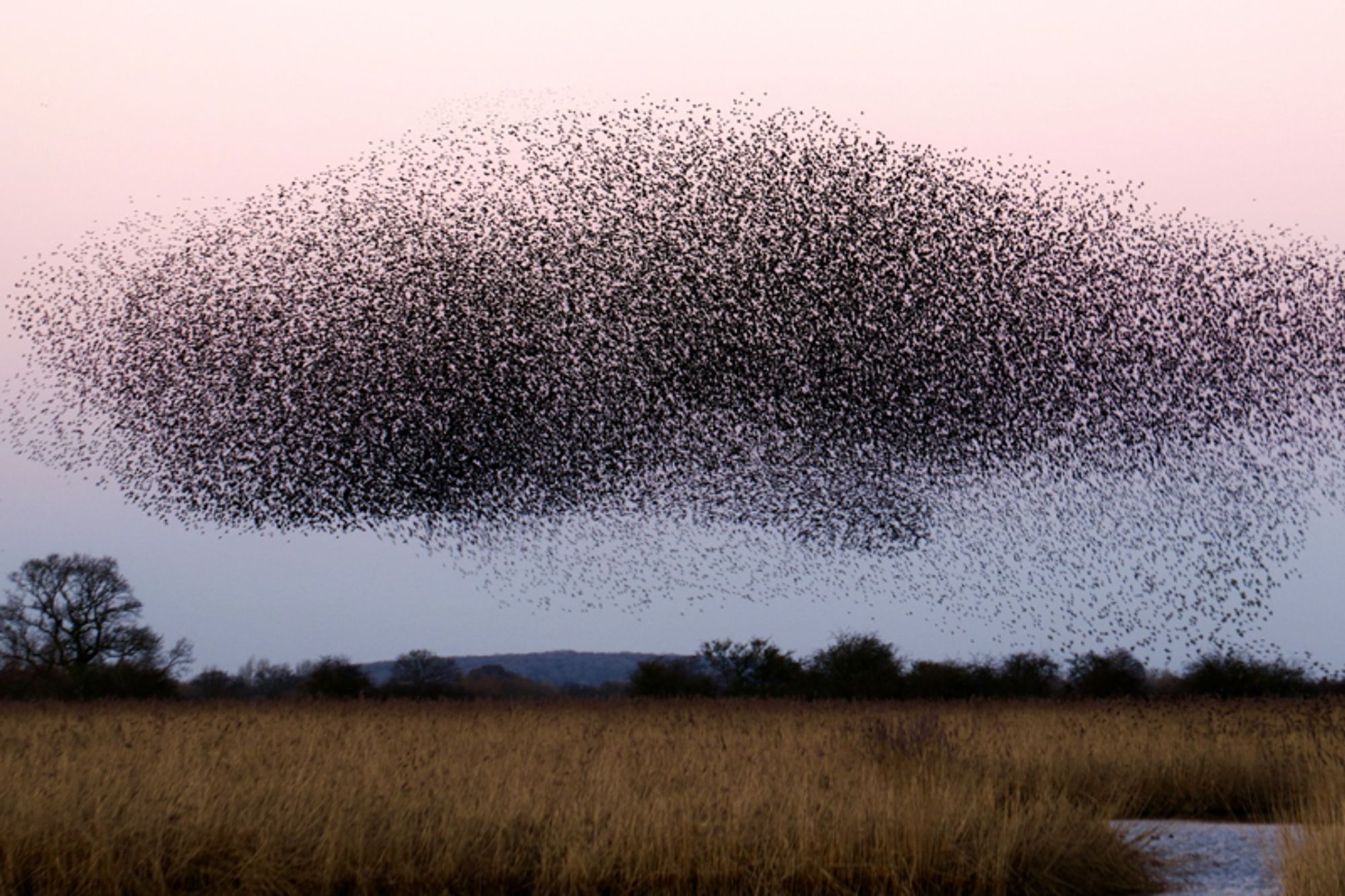 Migratory birds are dying, here's why we all need to care