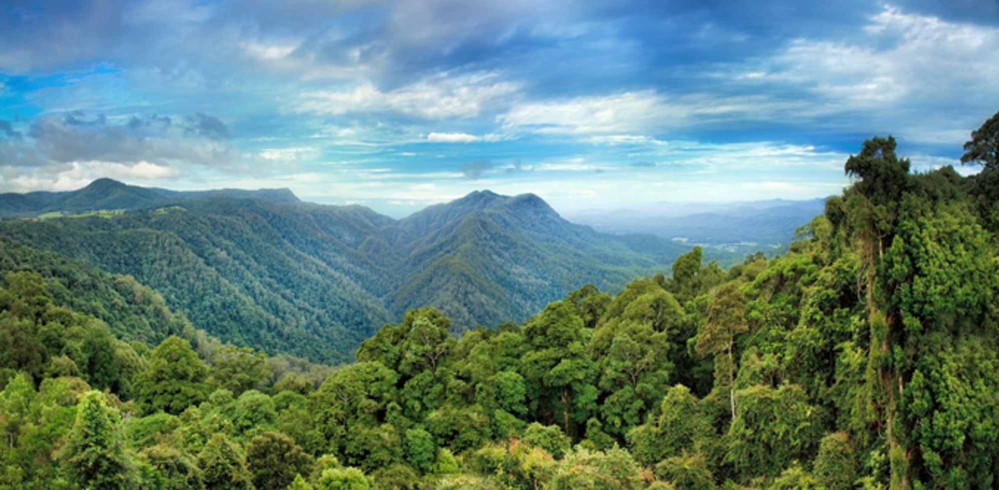 Industry push to earn carbon credits from Australia's native forests would be a blow for nature and the climate