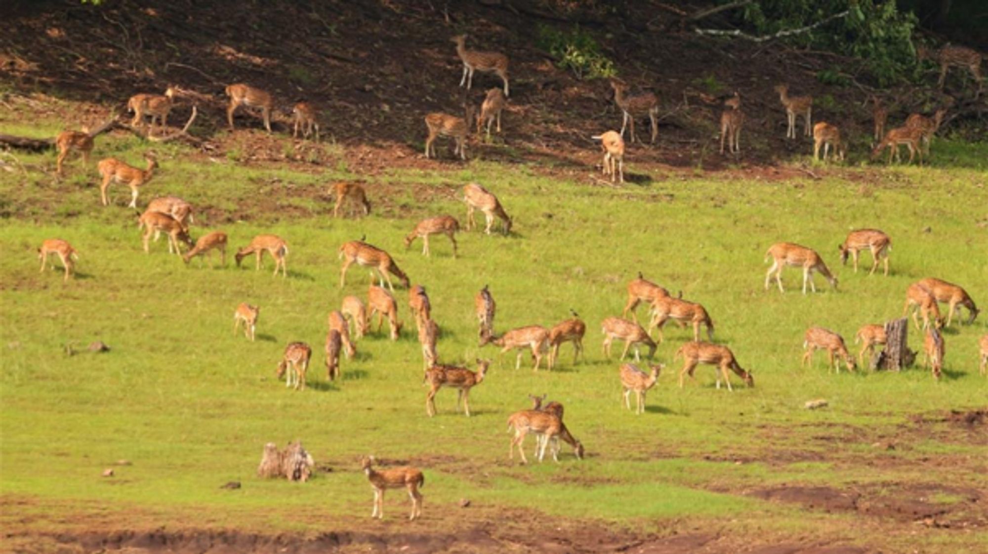 Forest Department officials bust deer hunting racket in Kanakapura