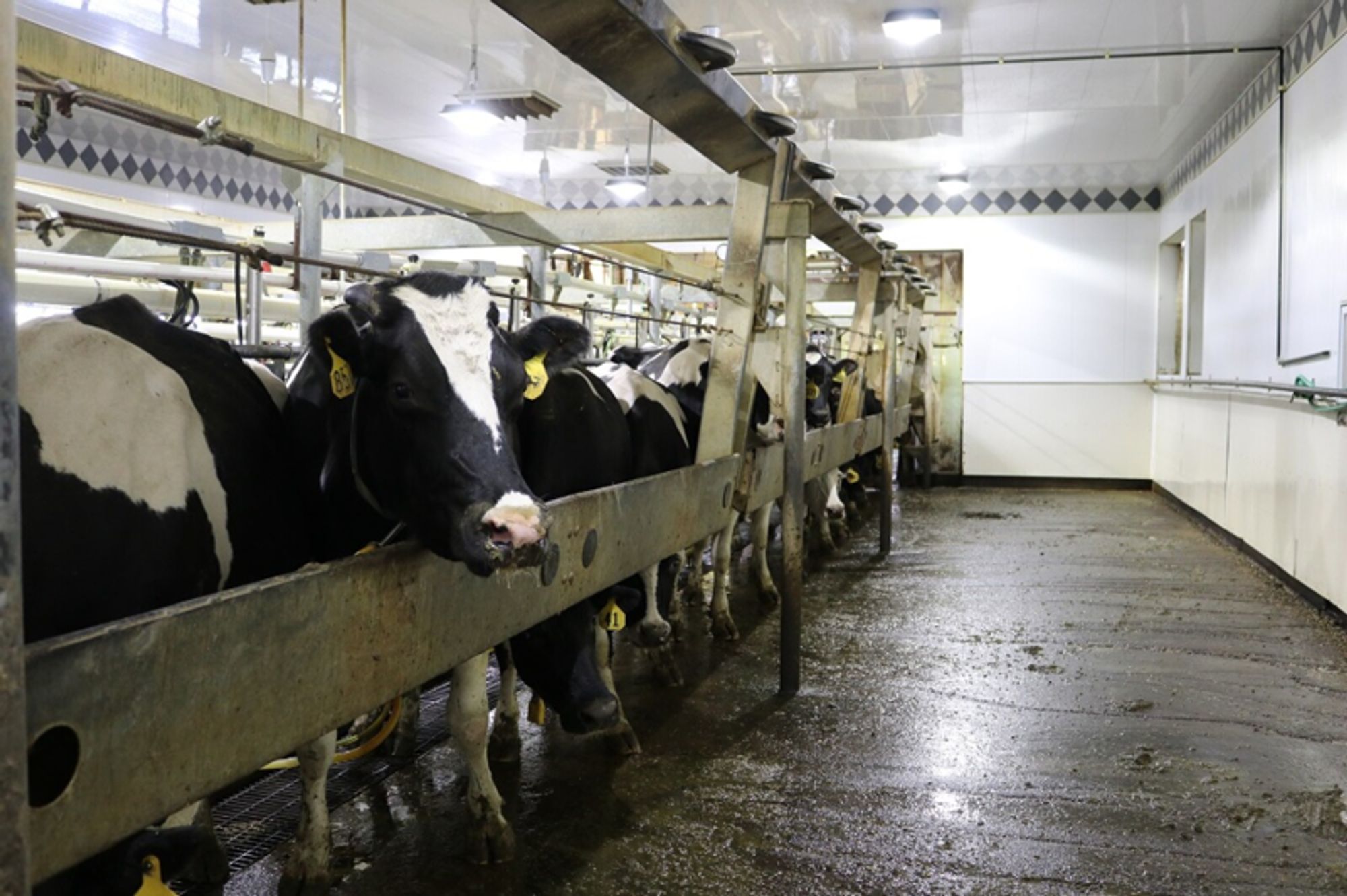 Iowa State University researchers study highly pathogenic avian influenza in raw milk