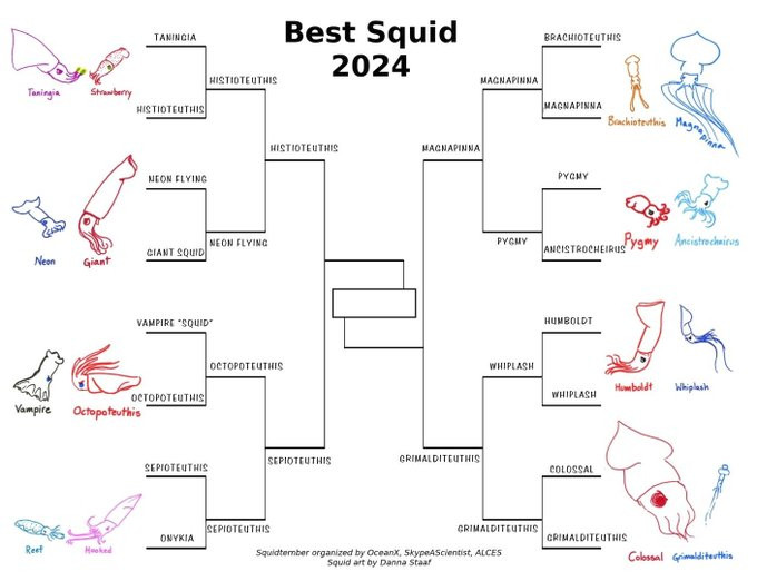 The Best Squid 2024 bracket filled in with the second round winners: Histioteuthis, Sepioteuthis, Magnapinna, and Grimalditeuthis.