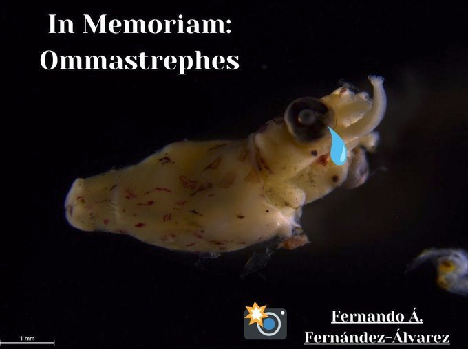 A photo of a baby ommastrephes with its little proboscis curled up. A tear has been added to its eye and the text reads "In Memoriam: Ommastrephes."