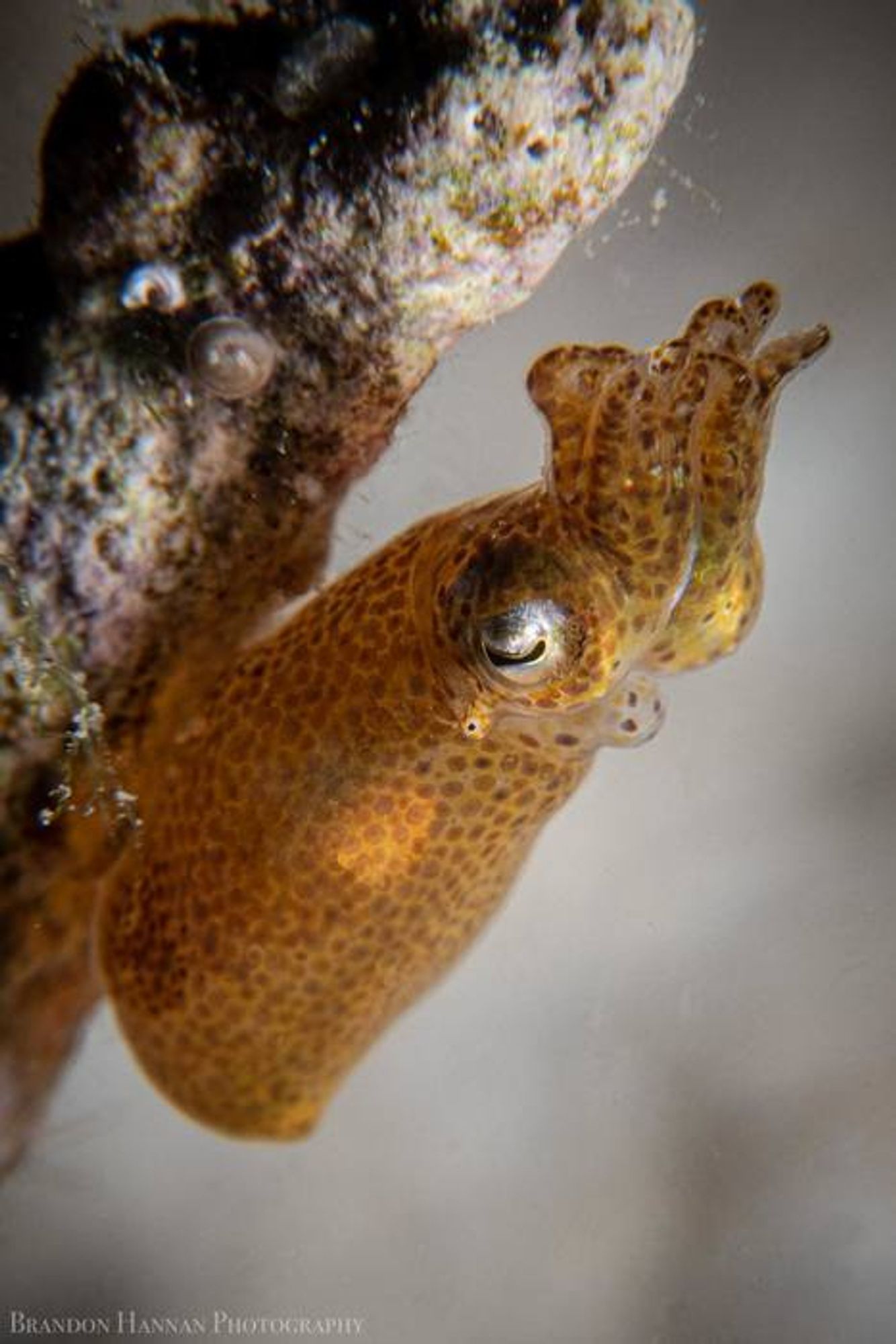 An adorable pygmy squid using its mantle adhesive organ to stick onto some coral. It is orangish spotted with brown chromatophores. Did I mention how cute it is?