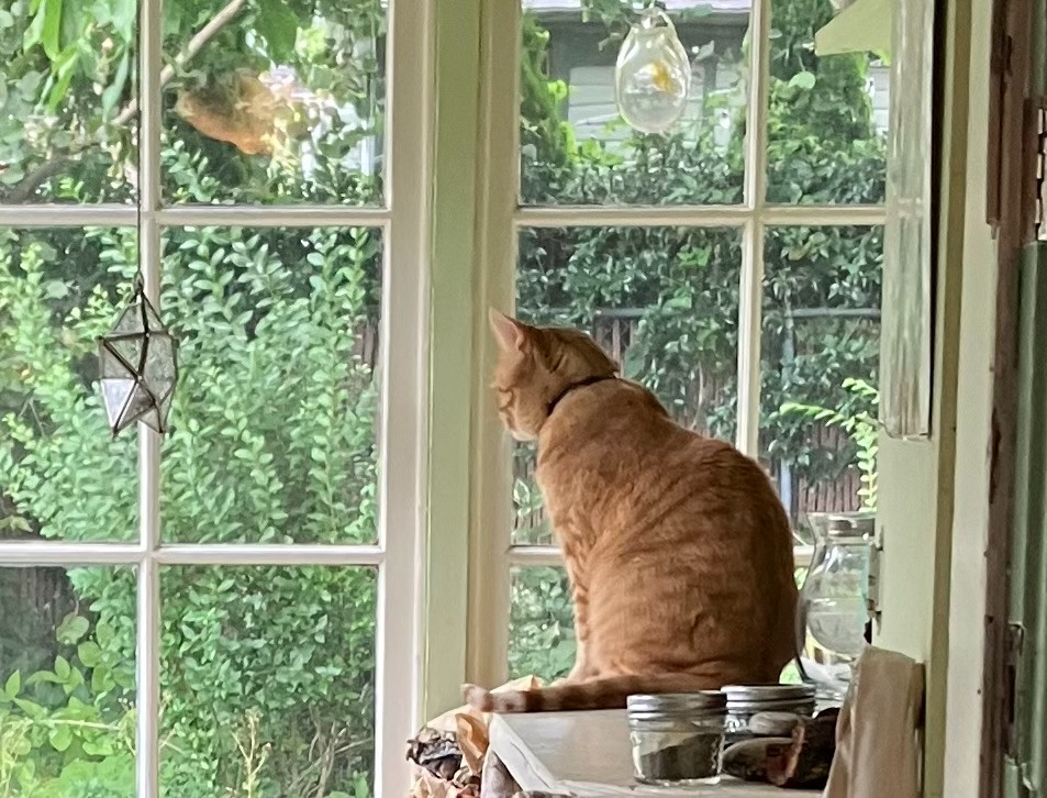 Orange cat staring out the window.