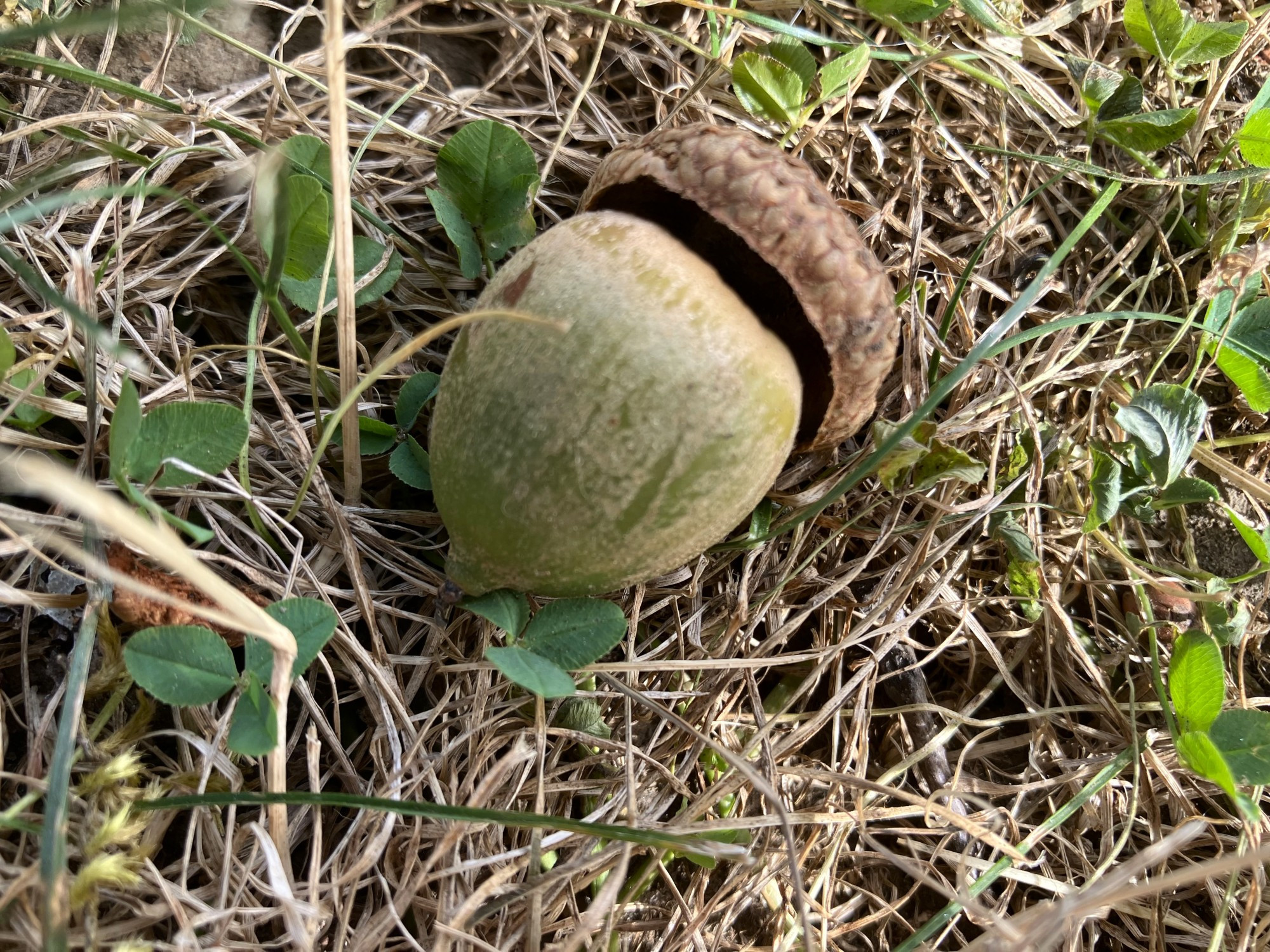 An almost mature acorn that is still mostly green, lying in dried grass and green clover leaves,