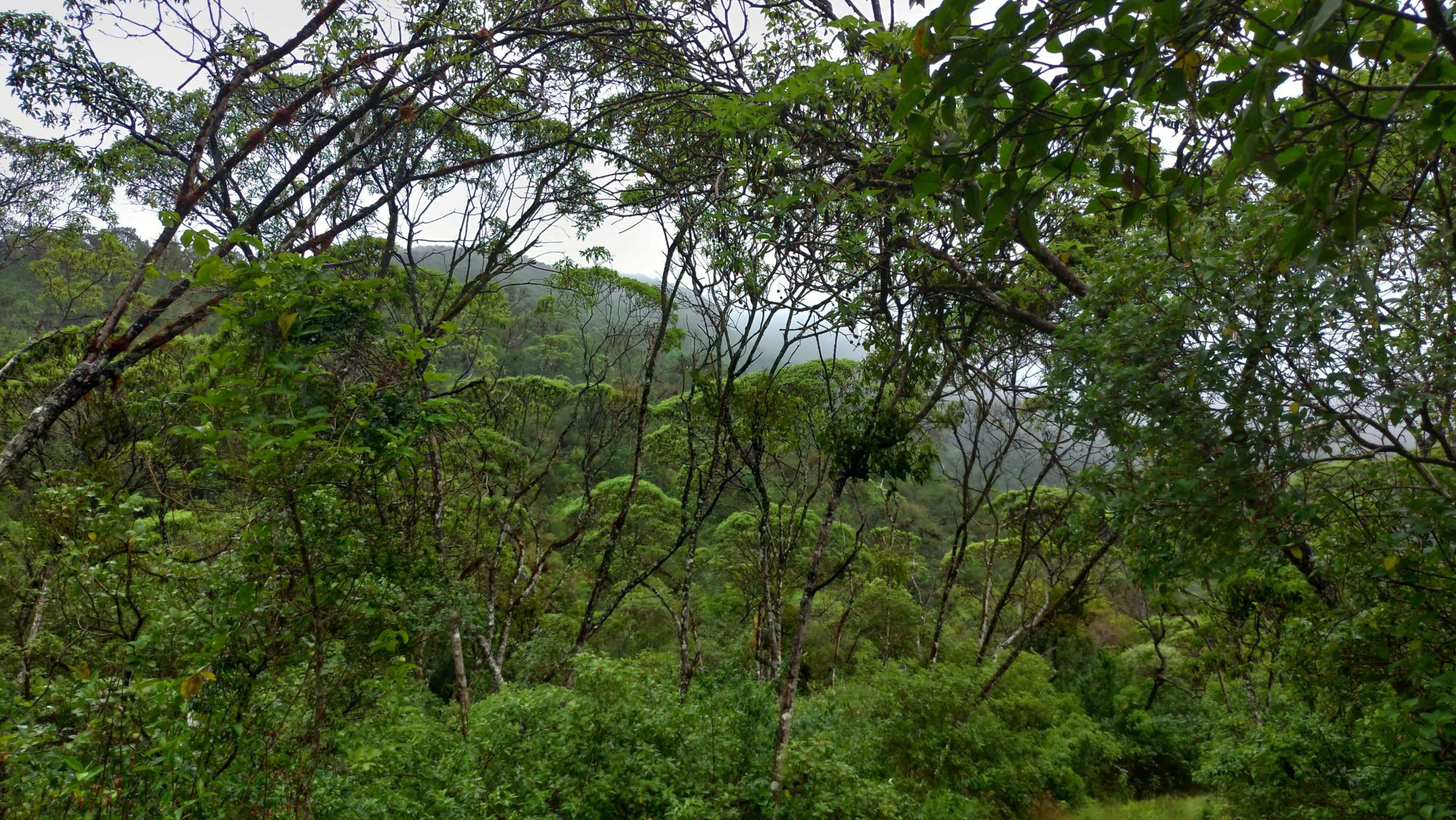 Scalesia forest on Floreana Island, Galapagos