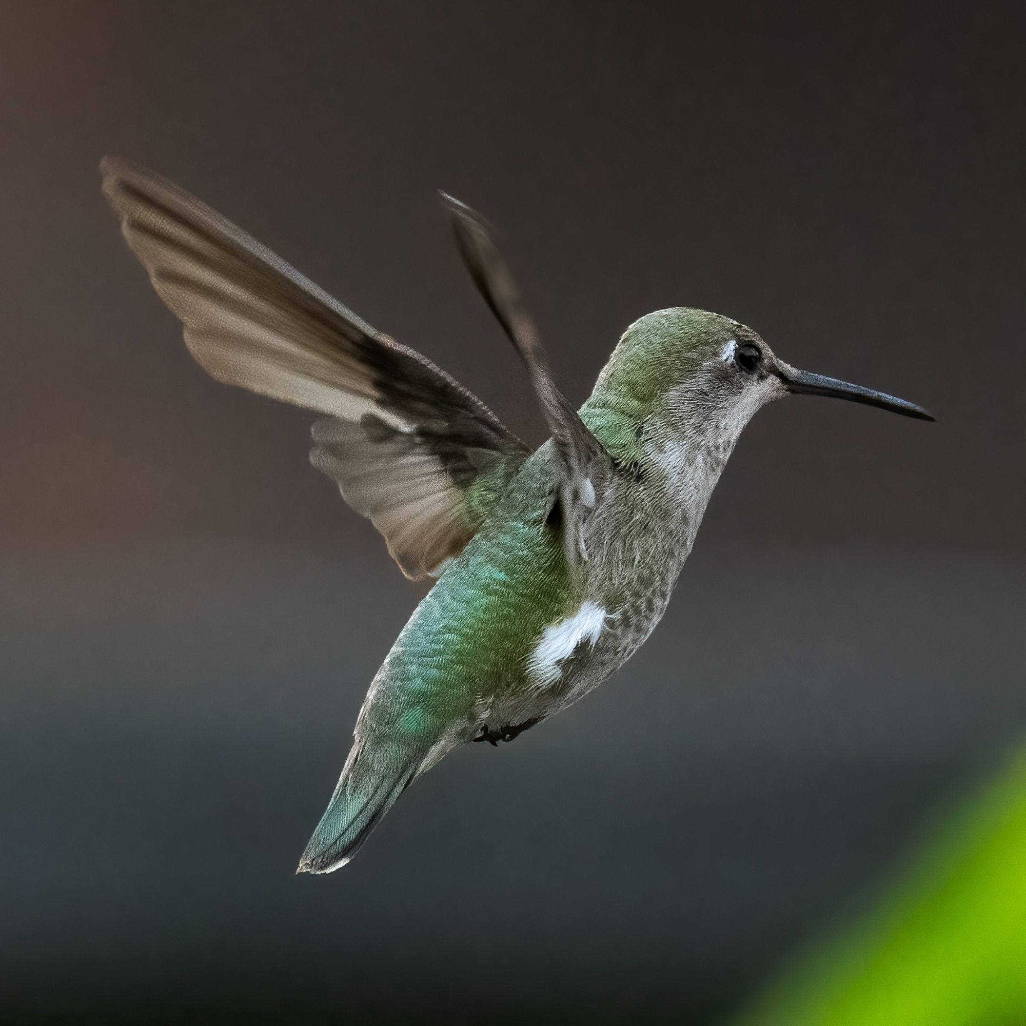 Close up of Anna's hummingbird (I think) hovering. Looking to the right.  Wings upraised.