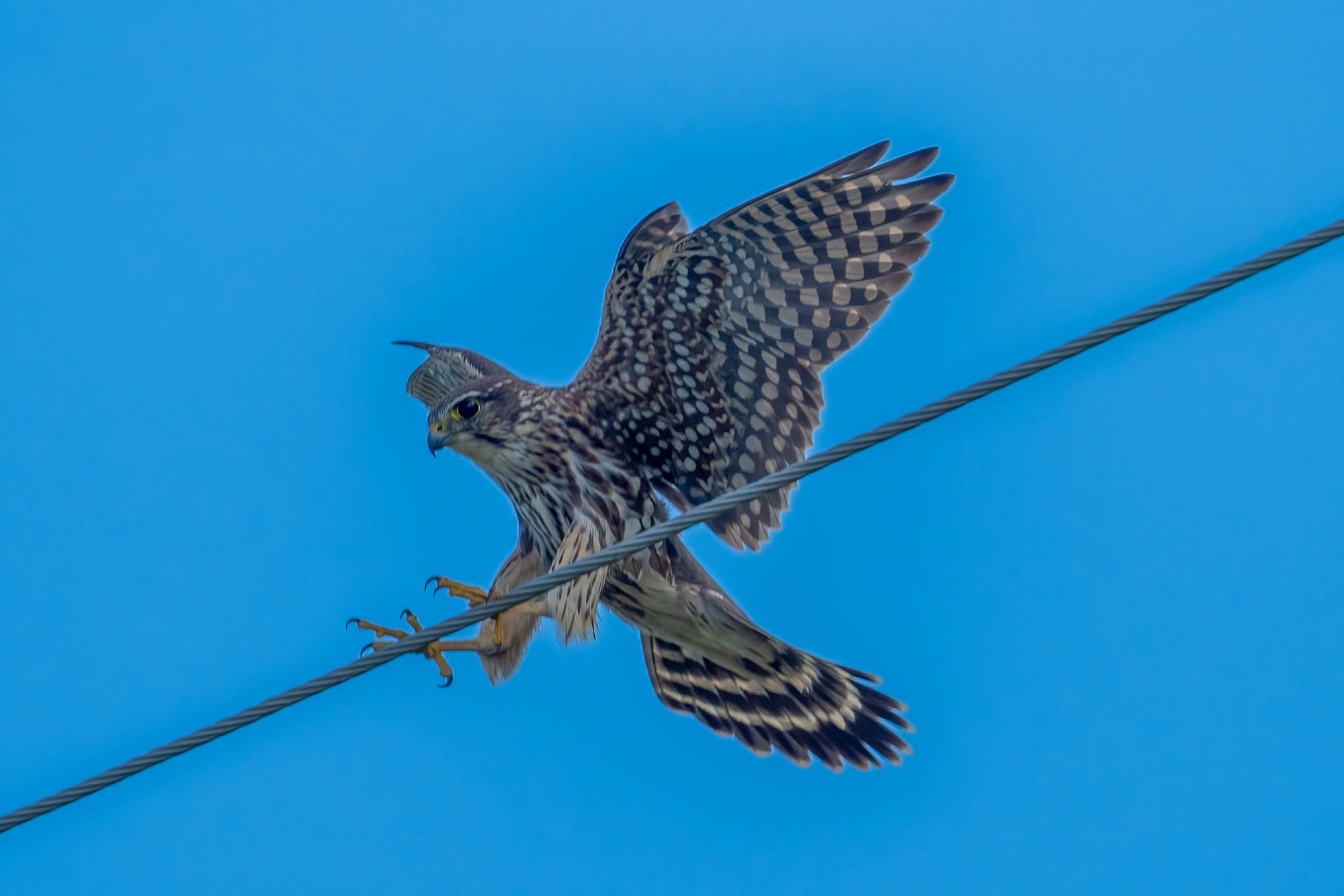 Merlin just about to land on a wire. Bird is landing from right to left, legs outstretched, talons open, tail spread, wings held high and open. Left eye is showing. Blue sky in background.