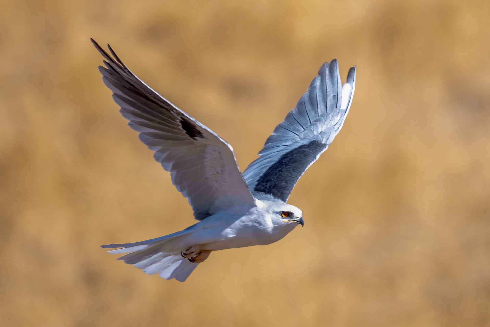 White tailed kite in flight with blurred grass in background. Wings up high - yellow legs tucked under body. Right eye showing.