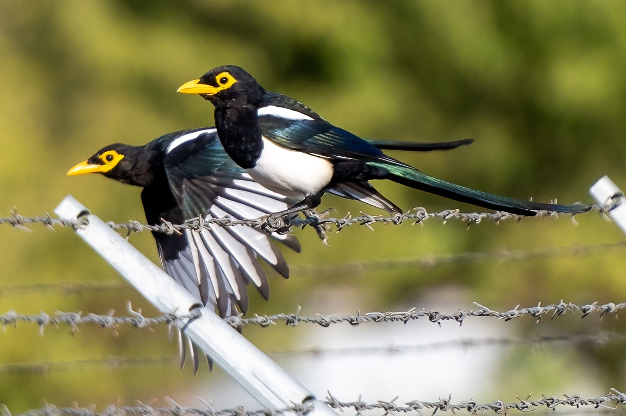 A pair of yellow billed magpies with a barbed wire fence in the foreground. One magpie is perched on the fence.  The other is just in the process of taking off.