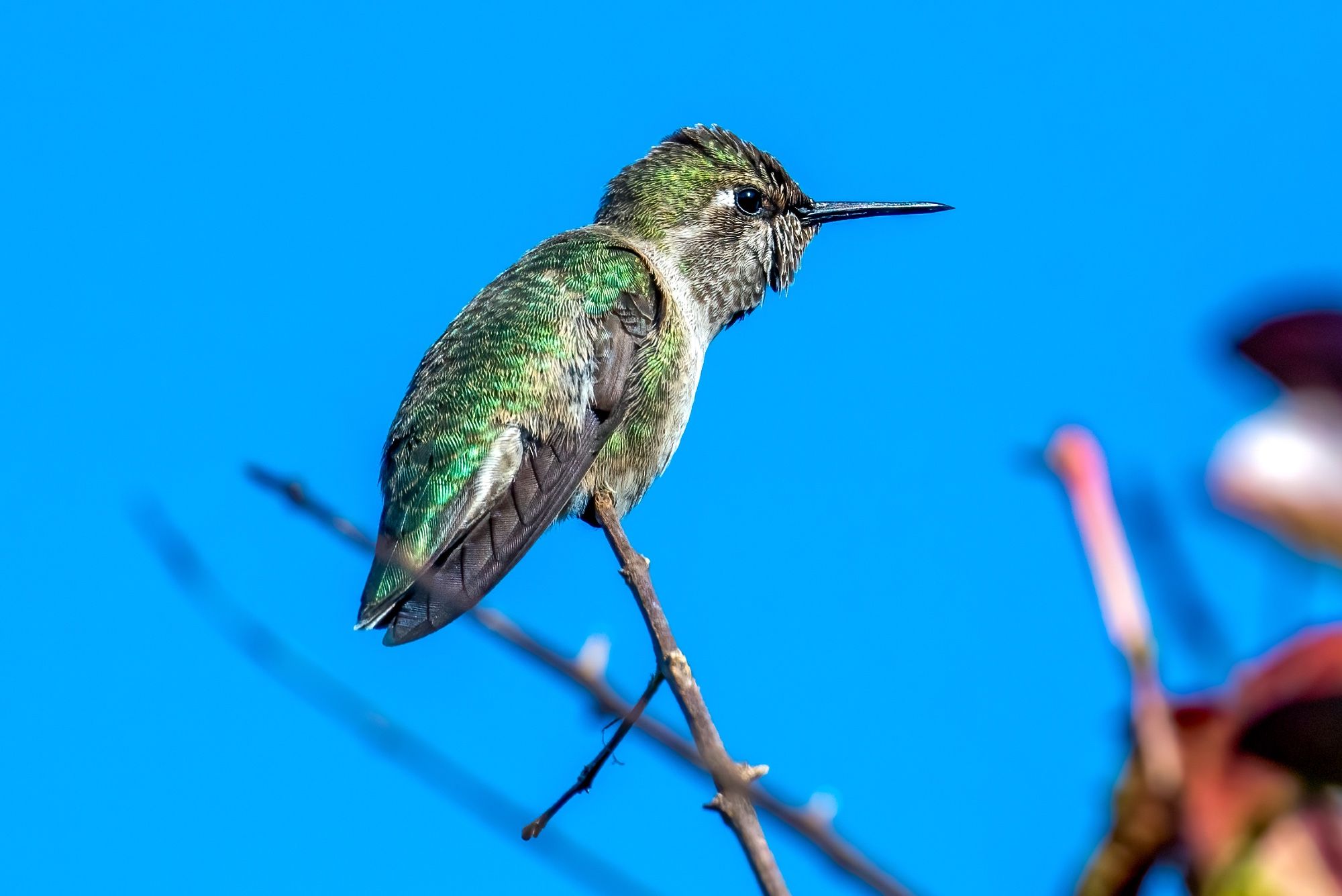 Anna's hummingbird (female maybe) perched on a small branch with blue sky background.