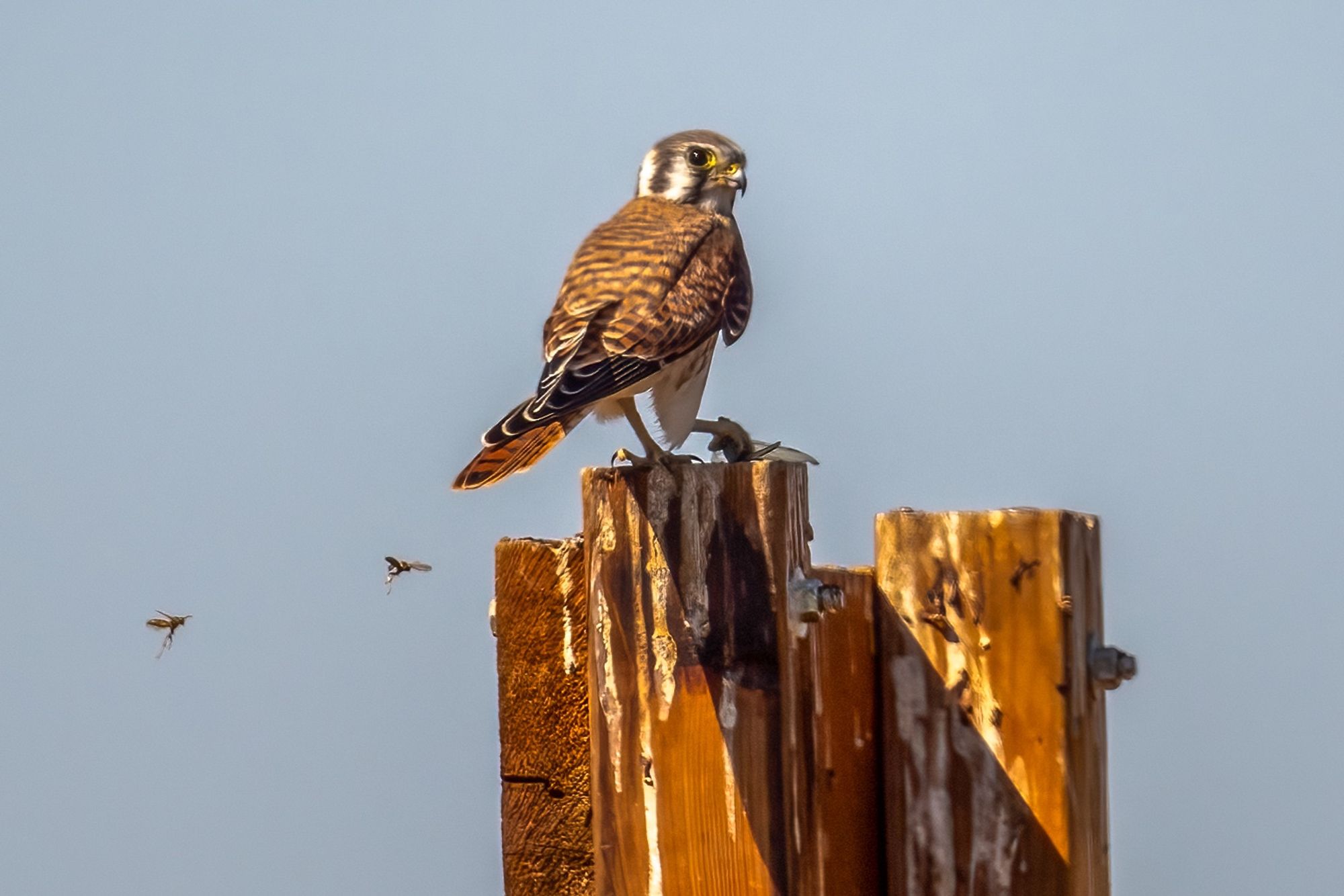 An american kestrel perched on a wooden post. Two paper wasps are flying nearby.  Kestrel has some sort of bug in one talon. Kestrel has back to camera with head turned so that the right eye is showing.