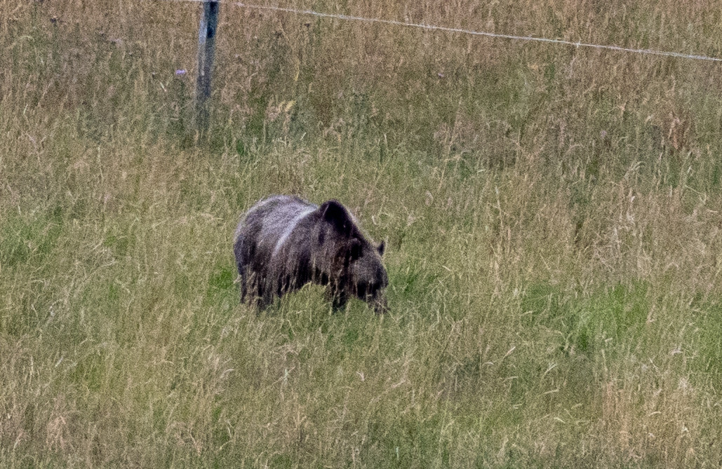 Sow grizzly grazing in a meadow.