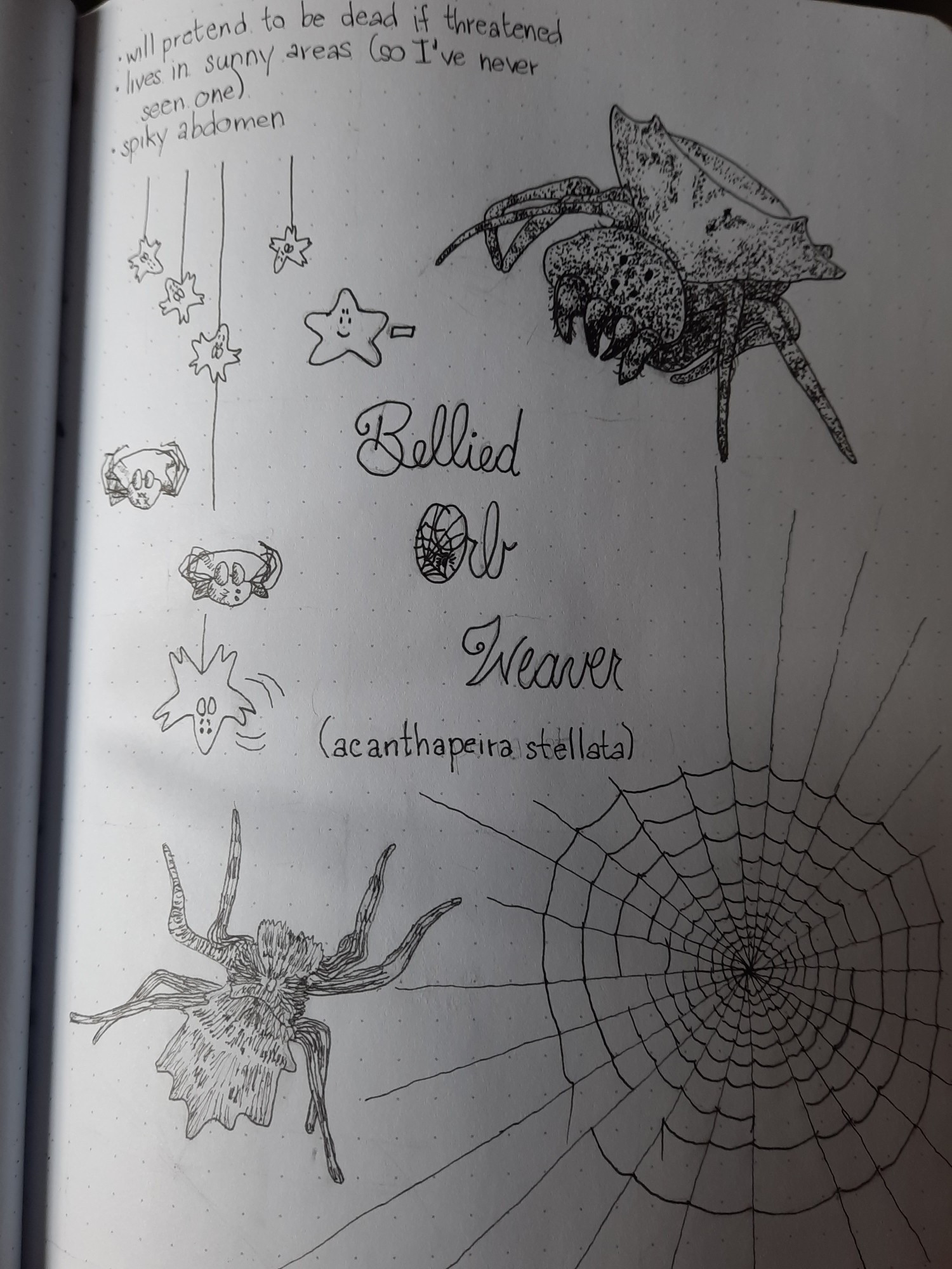 A black and white drawing. In the middle of the page it says "Star-bellied orb weaver (acanthapeira stellata)". There is a large spider web in the corner, and two large spiders, one from the front, and one dorsal view, both star-bellied orb weavers 

In the upper left corner are three facts:
-will pretend to be dead if threatened
-live in sunny areas (so I've never seen one)
-spiky abdomen

There are little cartoon stars with split tips (to give them 8 legs) and 4 eyes, plus a little cartoon spider on its back appear8ng dead  then with two of its eyes open, checking if the threat has gone away.