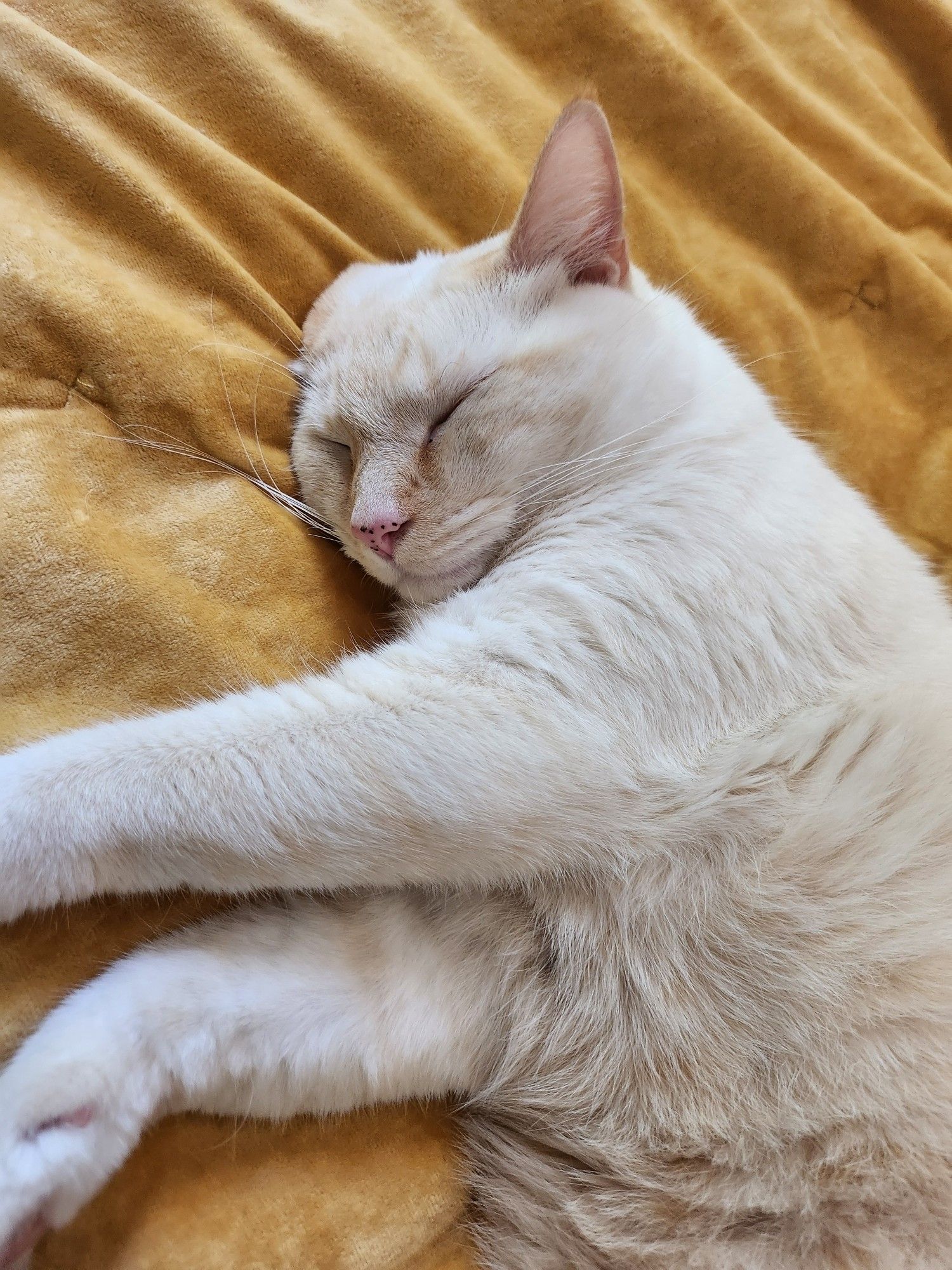 a flamepoint siamese cat sleeping on his side atop a bright gold-colored velvet comforter. one of his ears is half bent against the bed but he's Out so he dgaf