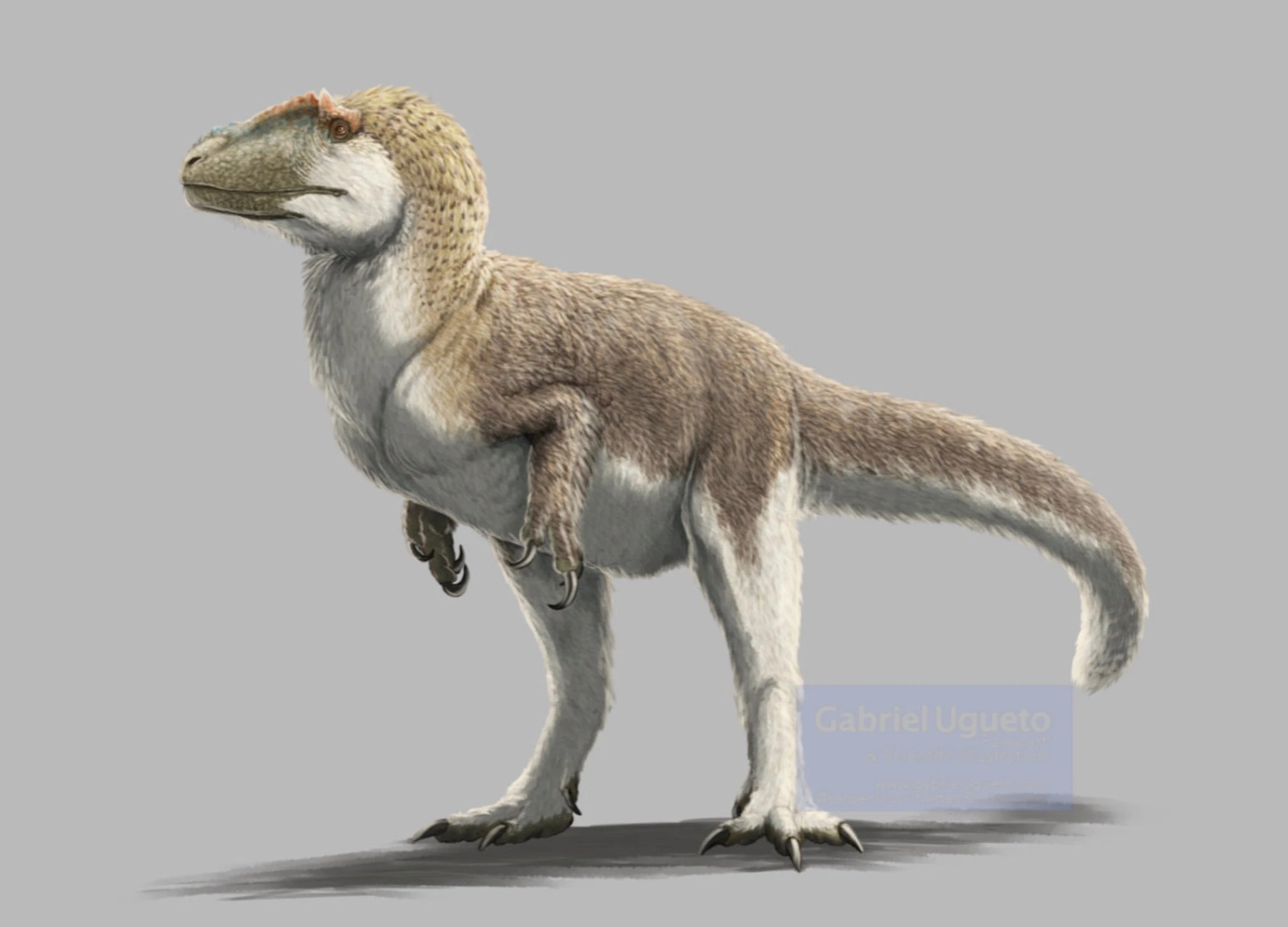 artist's intepretation of yutyrannus, a feathered tyrannosaur. art by gabriel ugueto.