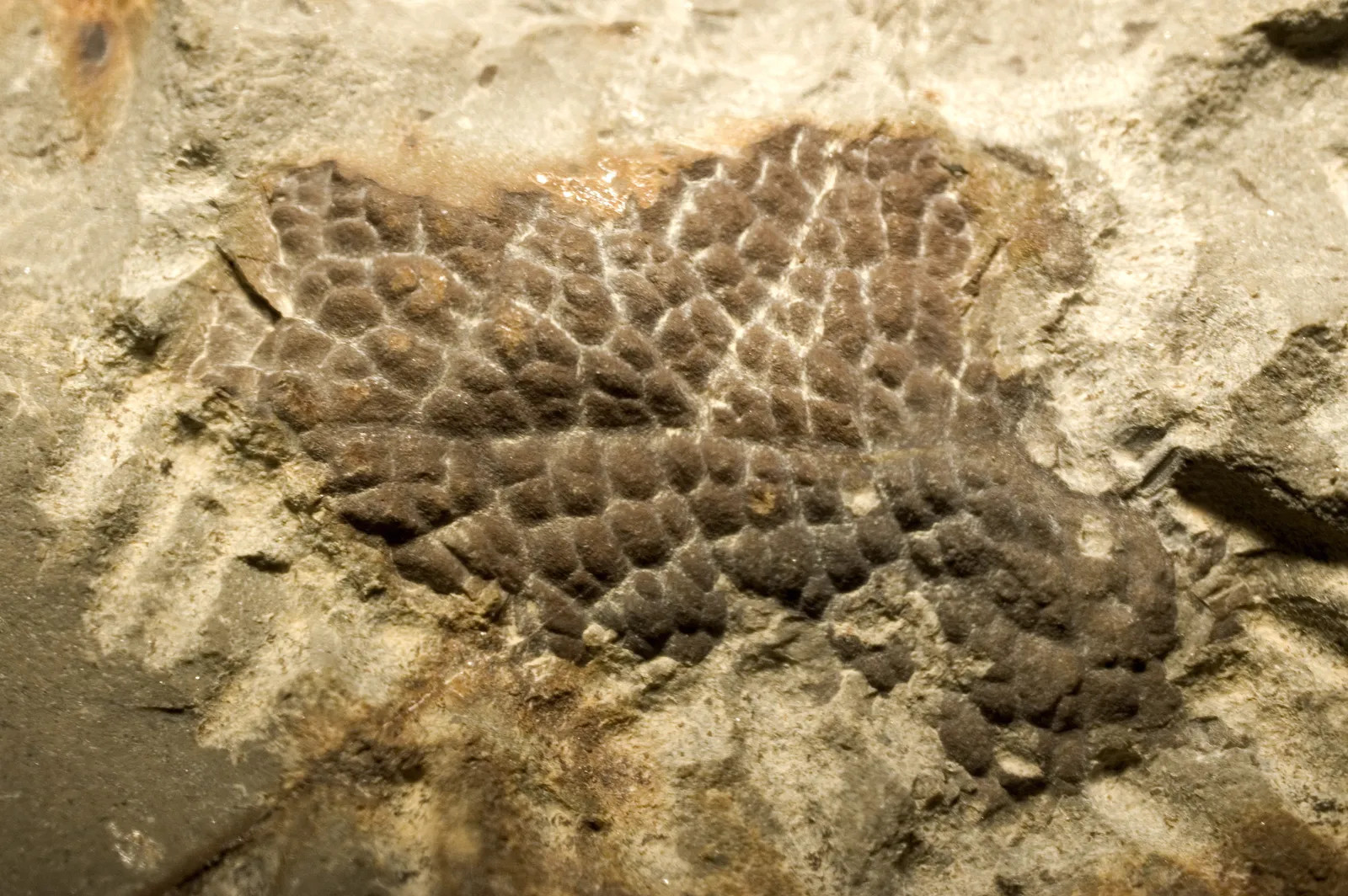 photo of a fossilized skin impression from the neck of a t. rex, appears to be large scales. image from the Black Hills Institute of Geological Research.