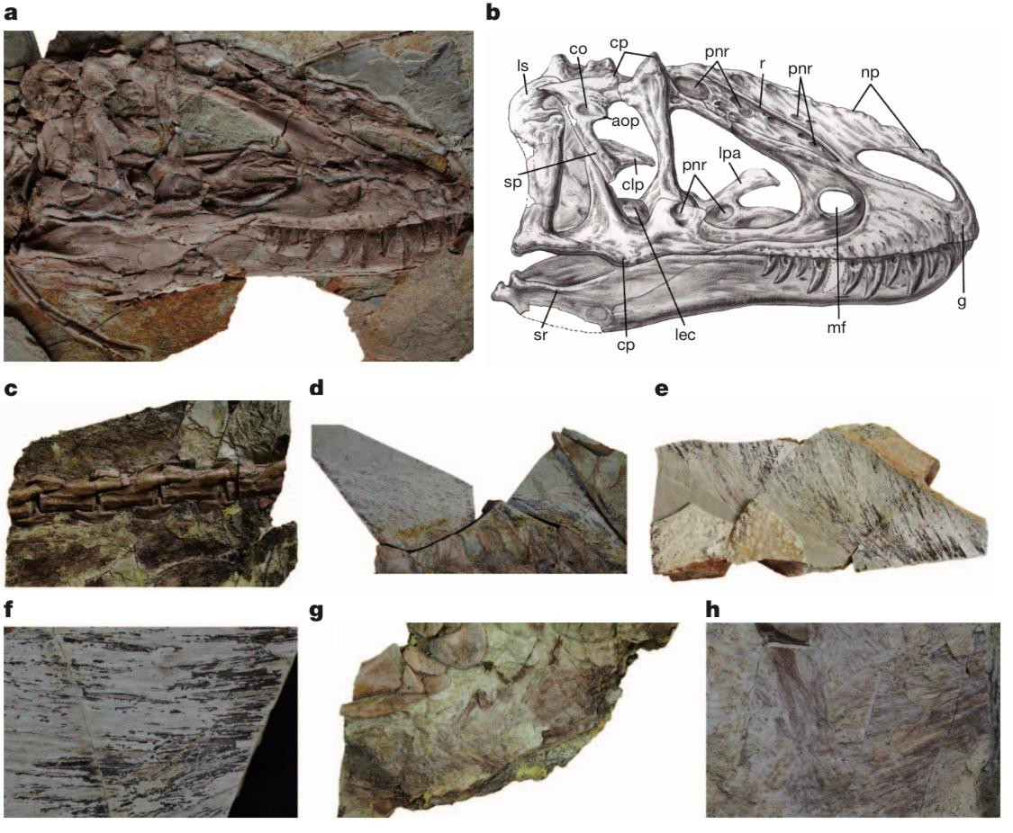 several images from the paper initially describing yutyrannus. you can kinda see some fuzz along the top of the skull, and there are some other bits pictured with black streaking that's most likely preserved feathers