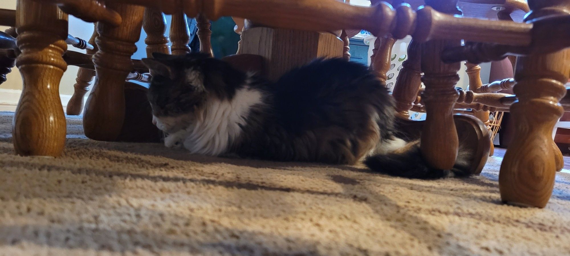 A black, brown, and white cat lies under a table