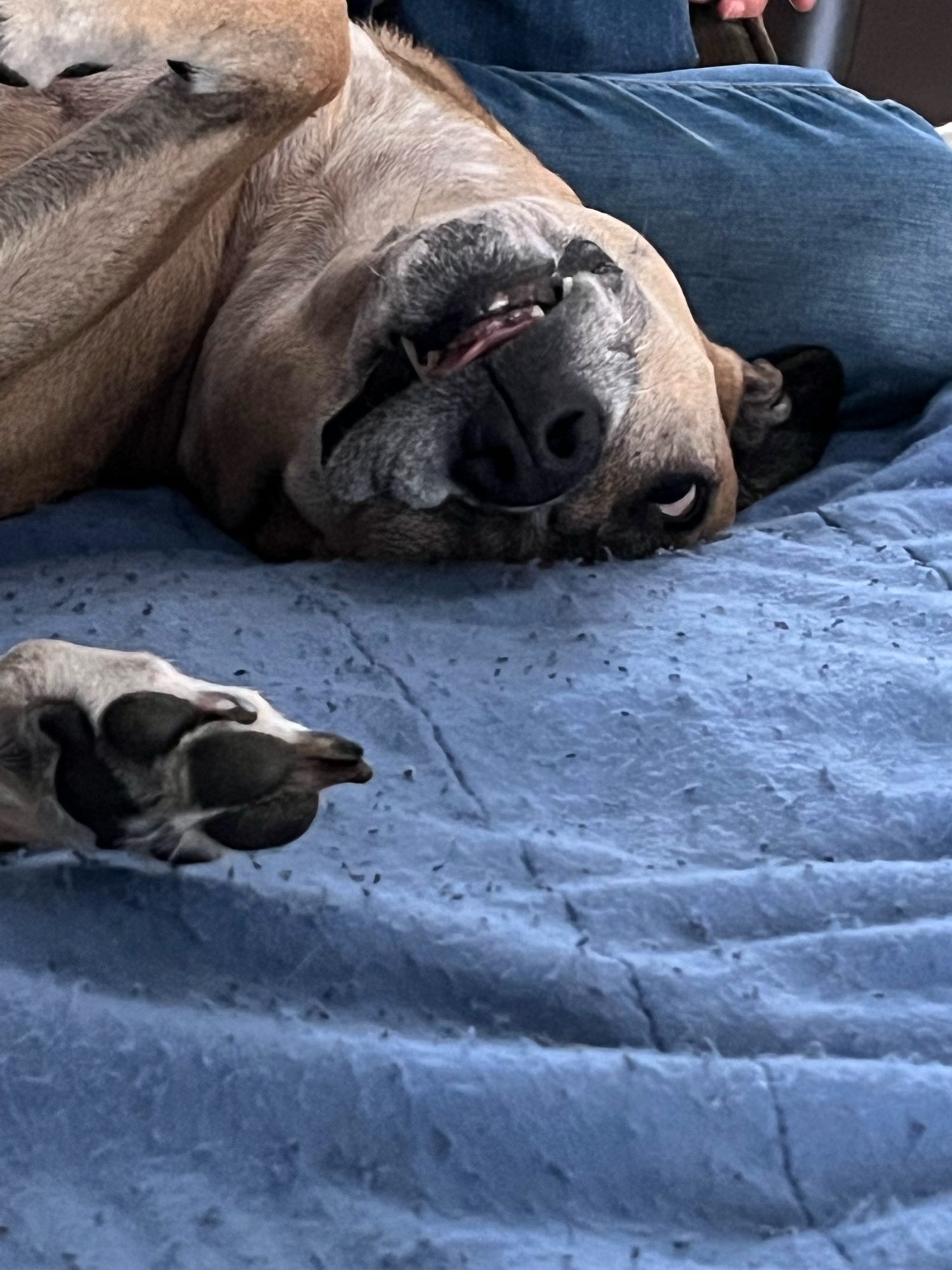 Tan dog laying upside down with he head driven into a blanket. She is tan with a black floppy ear and a graying muzzle. You can see one eye, a paw, and some little teefers