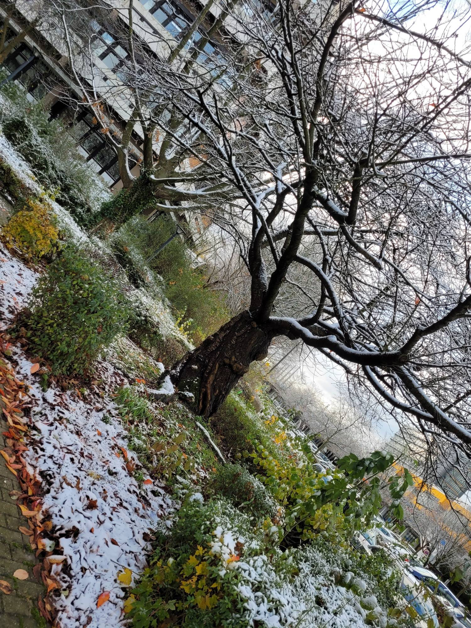 Ein Beet und zwei Bäume vor der Uni mit Schnee bedeckt.