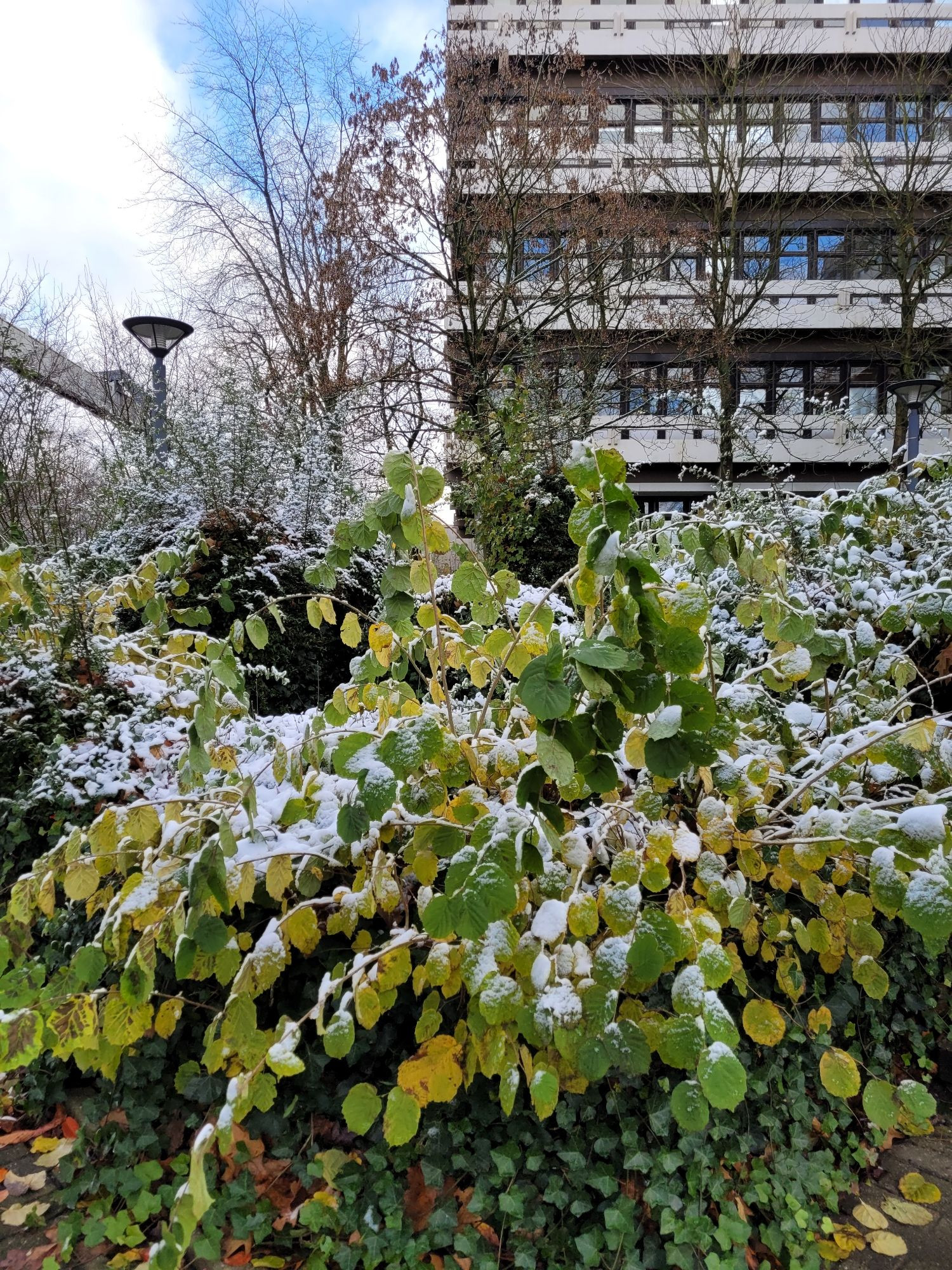 Ein mit Schnee bedeckter Busch vor einem hohen Uni-Gebäude