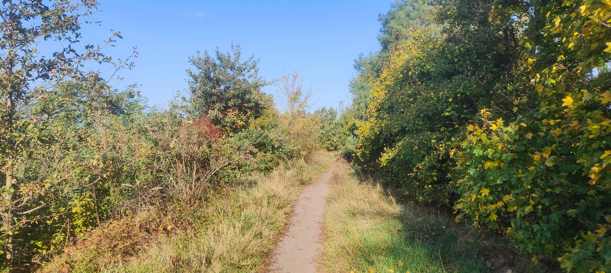 Sunny Berlin autumn s woodland path