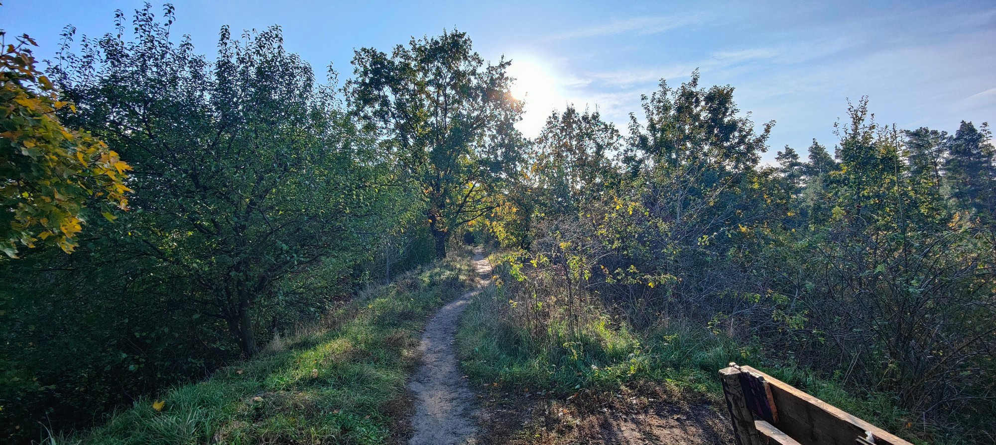 Berlin autumn scene in the woods