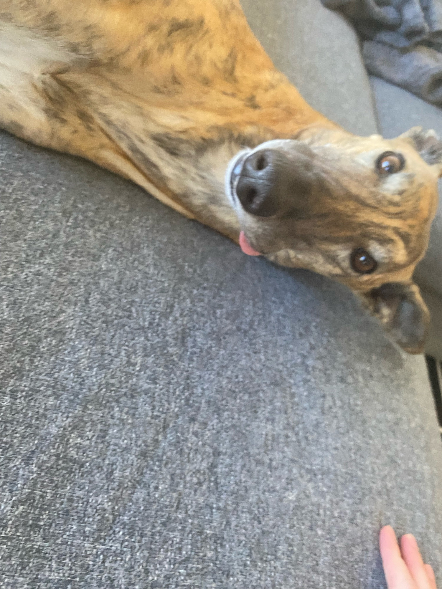 Gadget the greyhound lying on a grey couch. She is looking at the camera and her tongue is sticking out slightly.