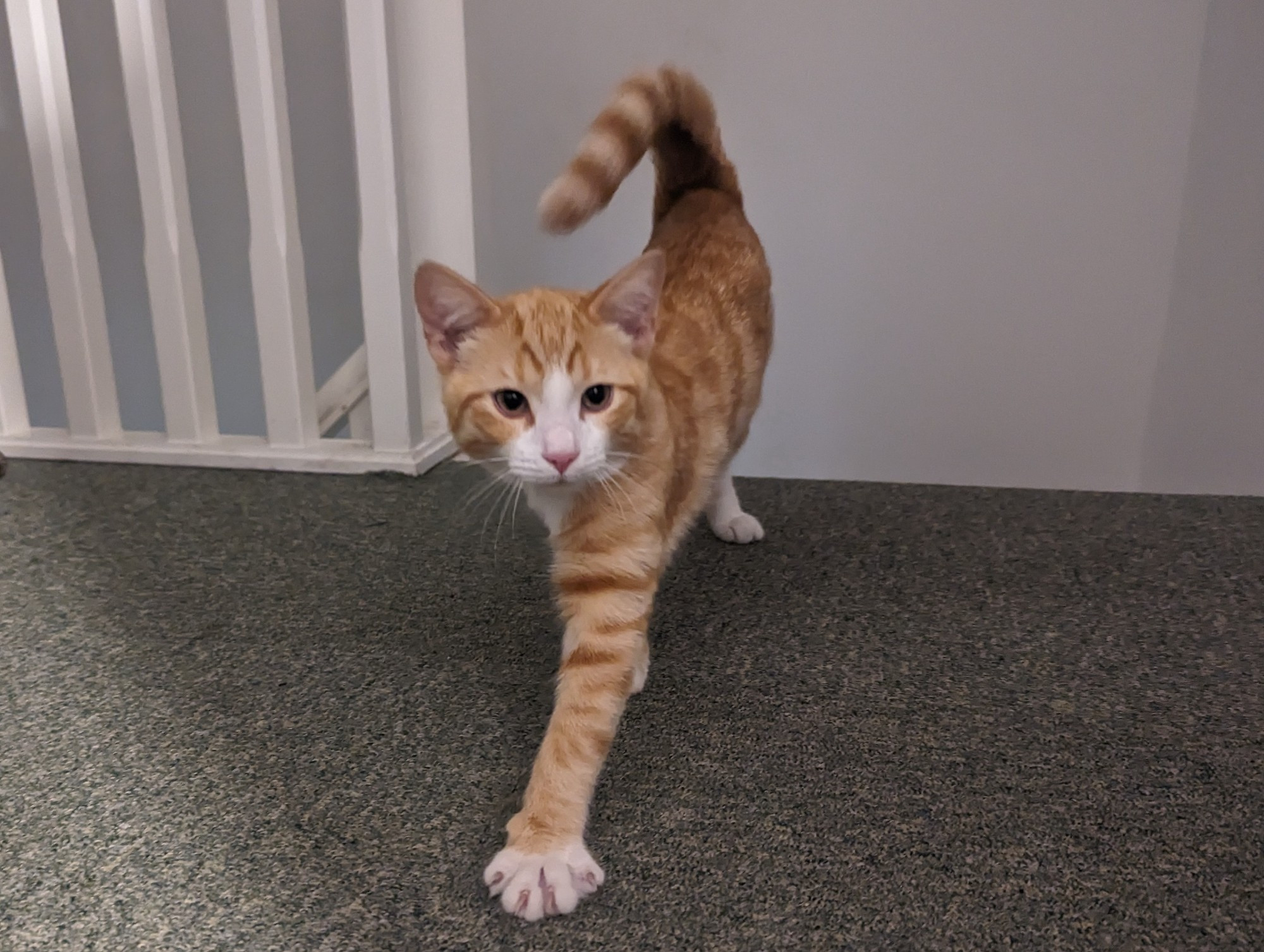 Charlie (an orange cat) extends a paw