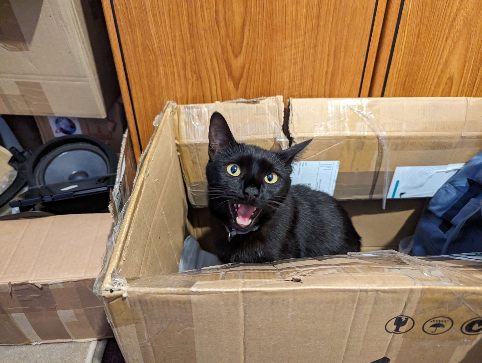 Milo (a small black cat) meows while sitting in a cardboard box