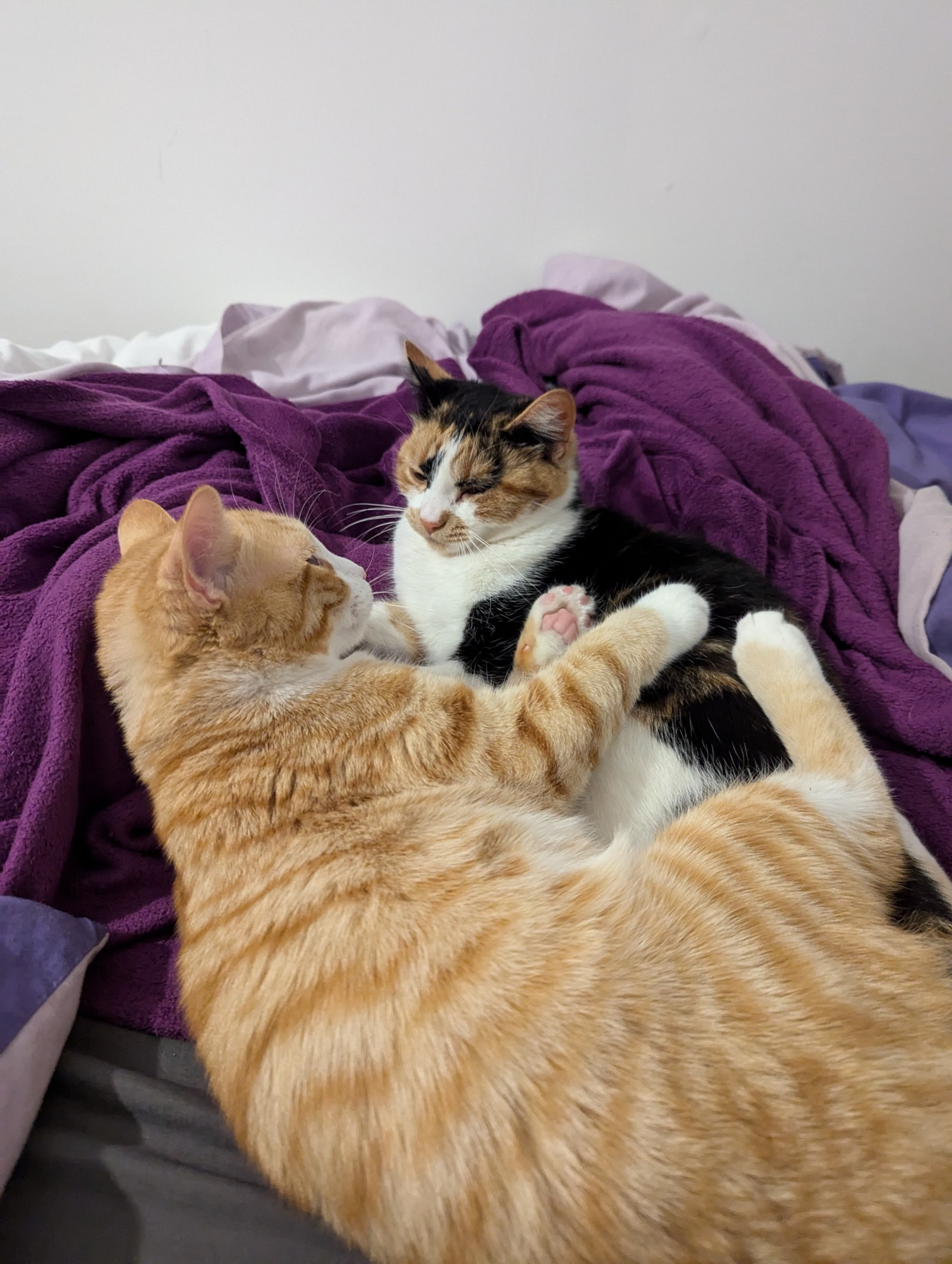 Two cats, Charlie (orange) and Luna (Calico) cuddling together on the bed