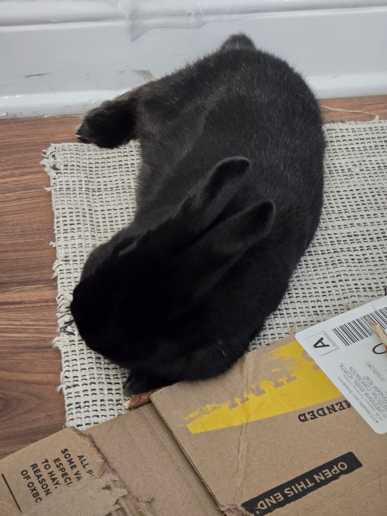 Darkness, a Havana Black rabbit, lies on her ventral-left flank with her head buried in her forepaws.