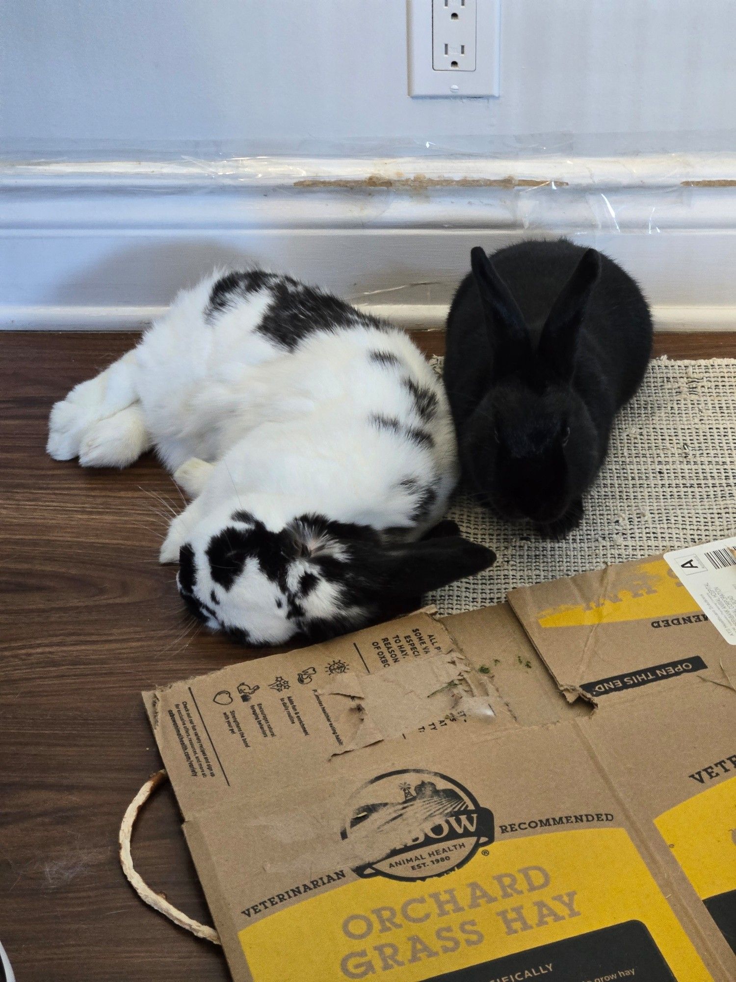 Two rabbits sleeping side by side. Left: a black and white piebald Holland lop rabbit in lateral left recumbent with his eyes closed. Right: a Havana Black rabbit in sternal recumbency.