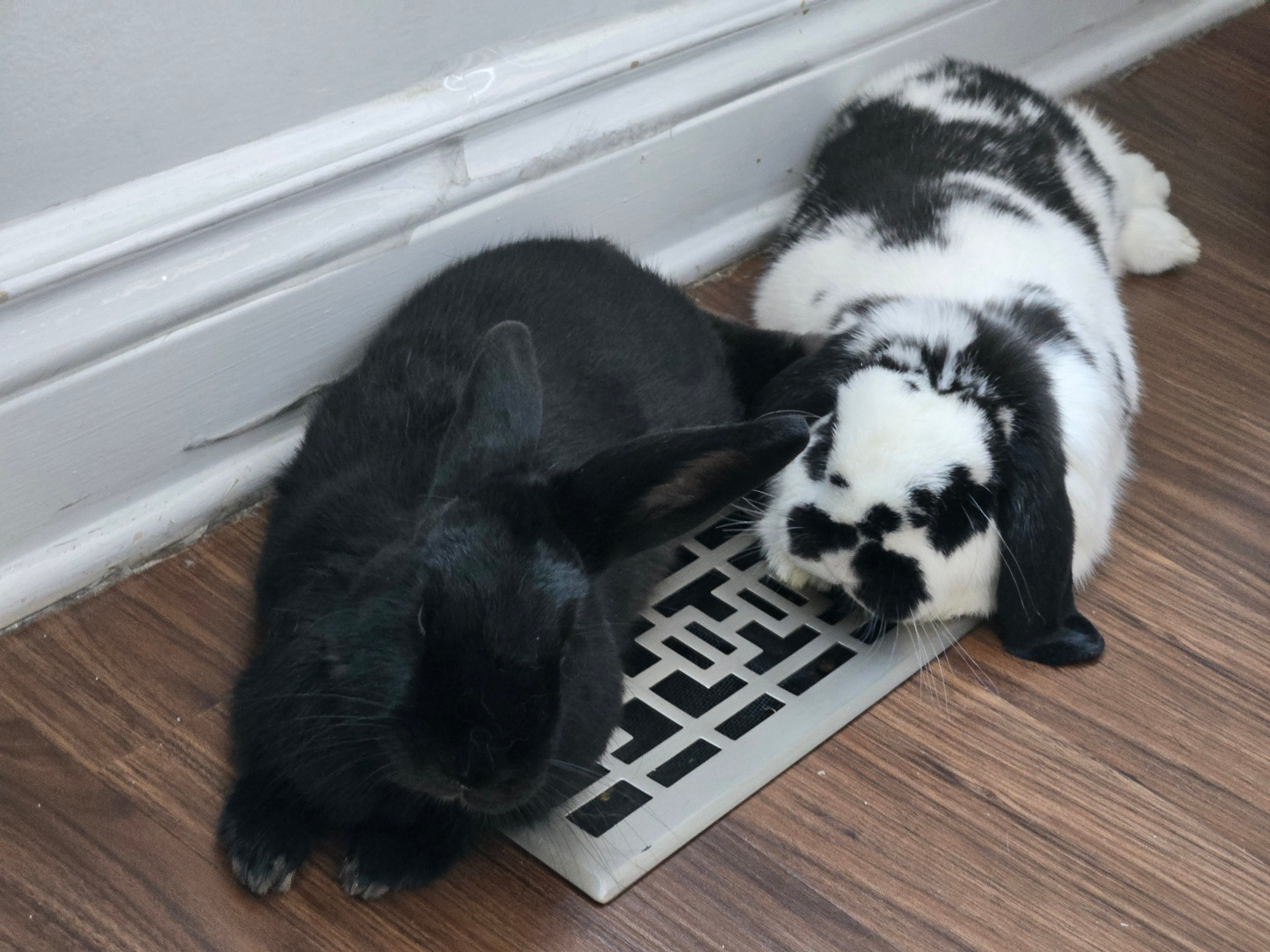 Two rabbits lying sternal on an air vent: a Havana Black rabbit (left) and a black and white piebald Holland lop rabbit (right).