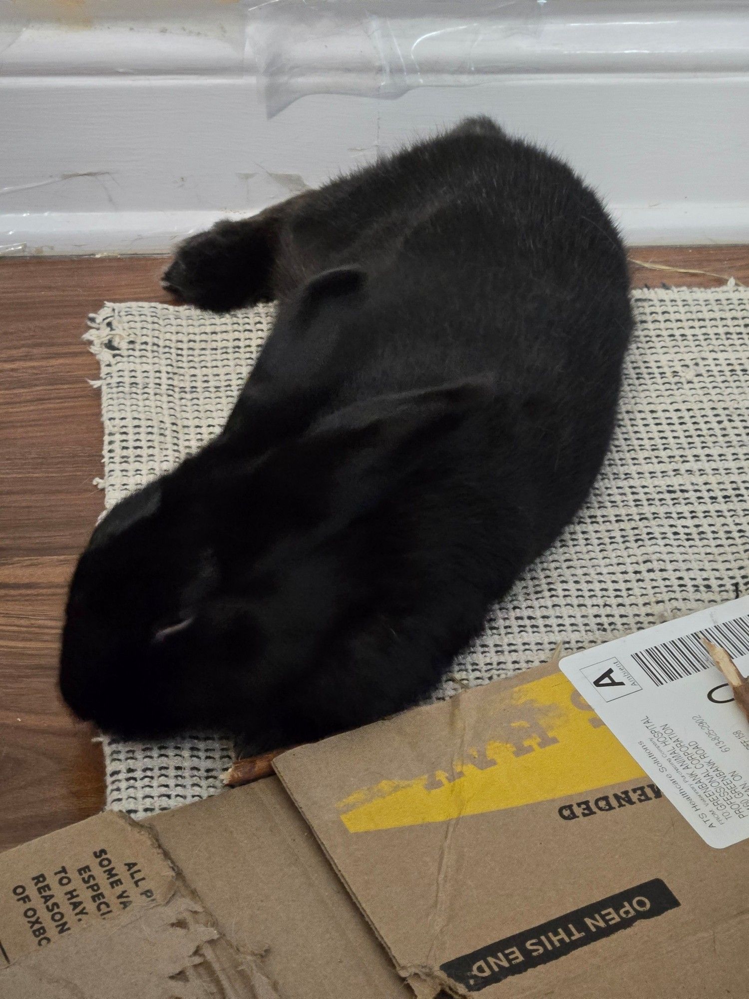 Darkness, a Havana Black rabbit, lies on her ventral-left flank with her head resting on her forepaws. She's giving herself a bath here.