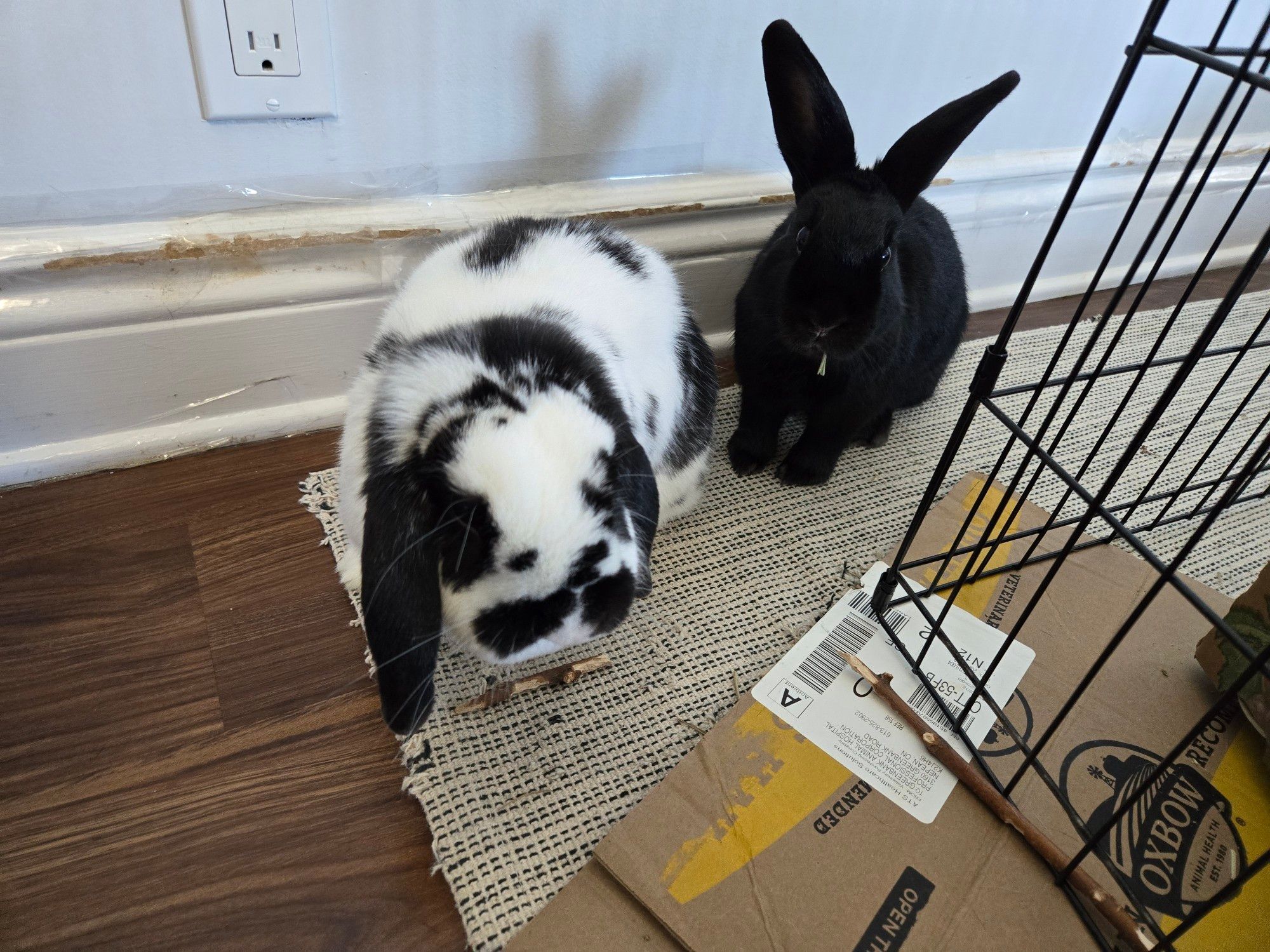 Two rabbits: a black and white piebald Holland lop with his head turned to his left (left) and a Havana Black with a piece of hay stuck out of her mouth (right). The baseboard behind them has been mercilessly chewed to oblivion.