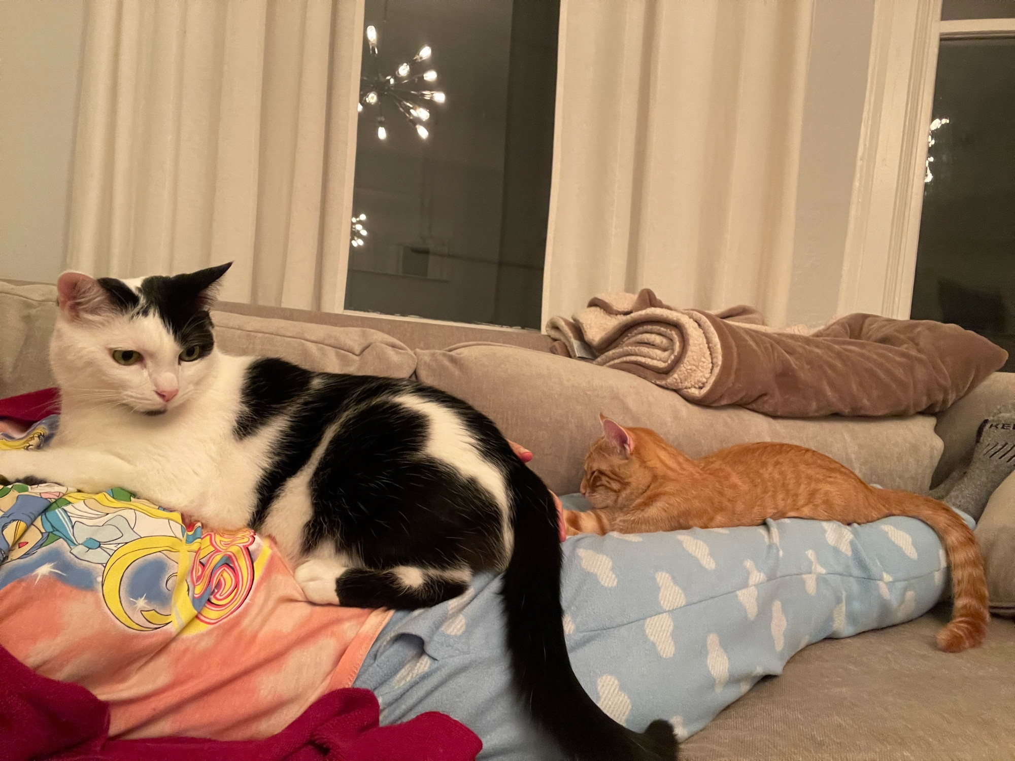 Unseen person sprawled out on sofa, with both Fizzy the cat and Fennel the cat on top