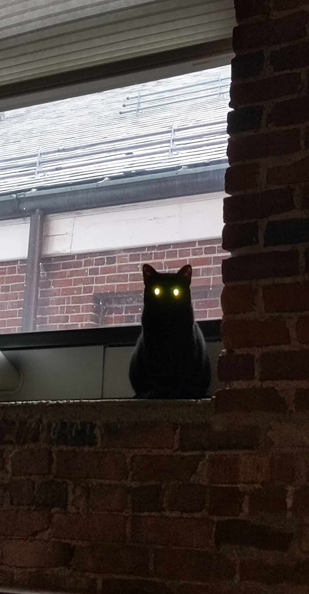 silhouette of cat in windowsill with glowing yellow eyes from camera flash