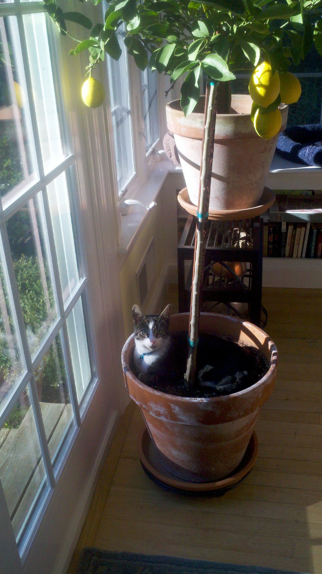 Photo of a small black and white cat with very large ears curled up around a potted lemon tree.