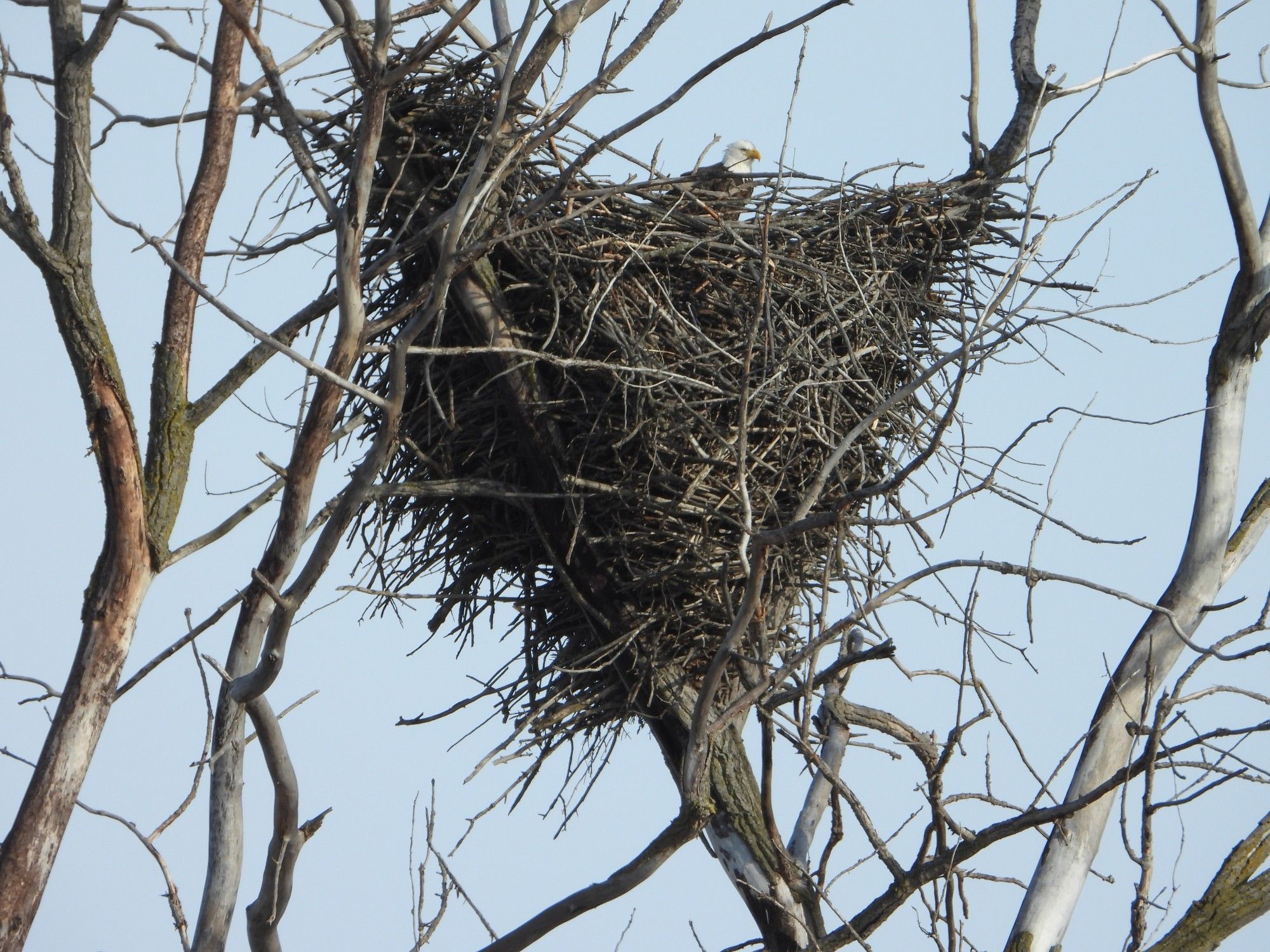 Bald Eagle sitting on a giant nest of sticks