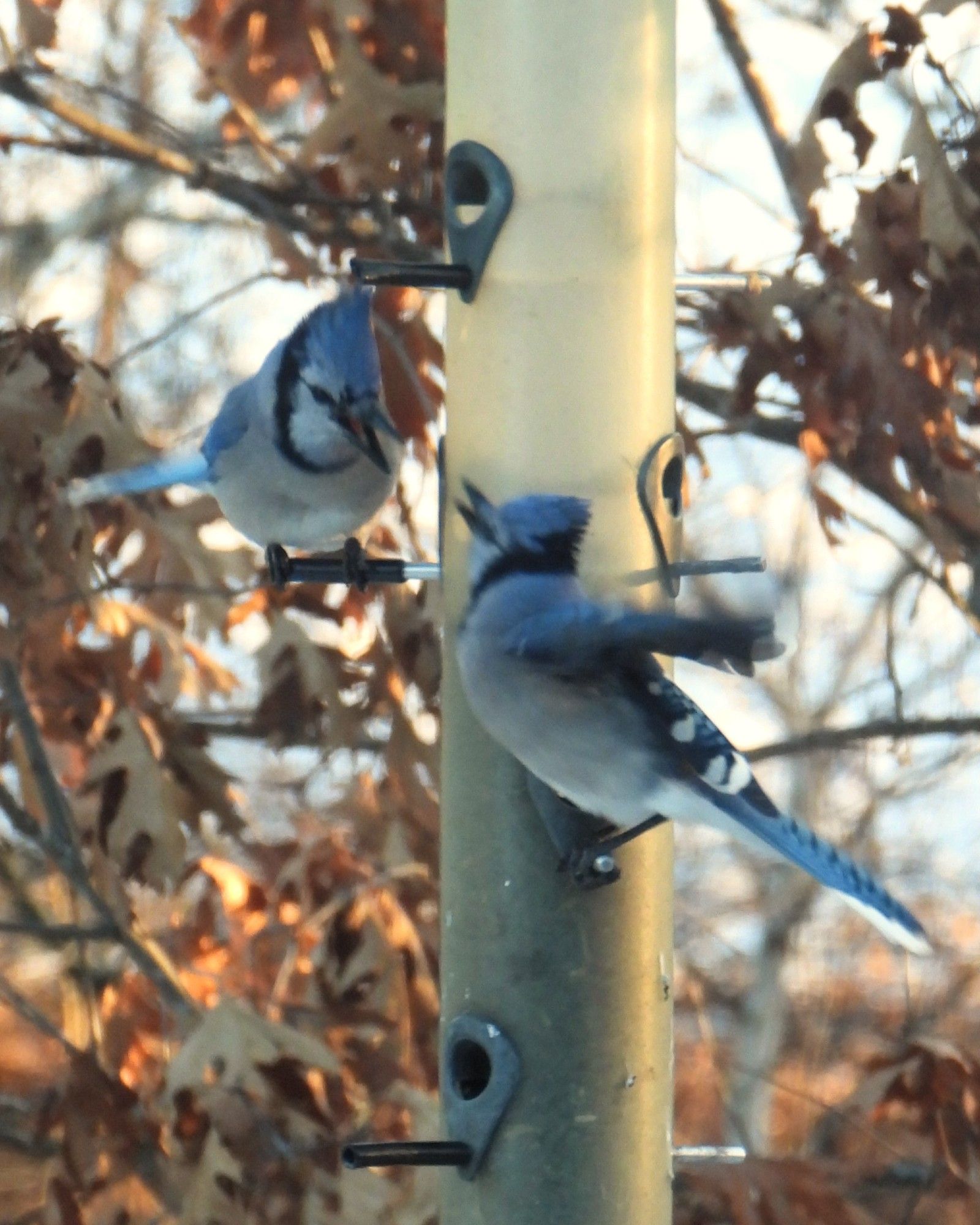 Blue jays squabbling on a feeder