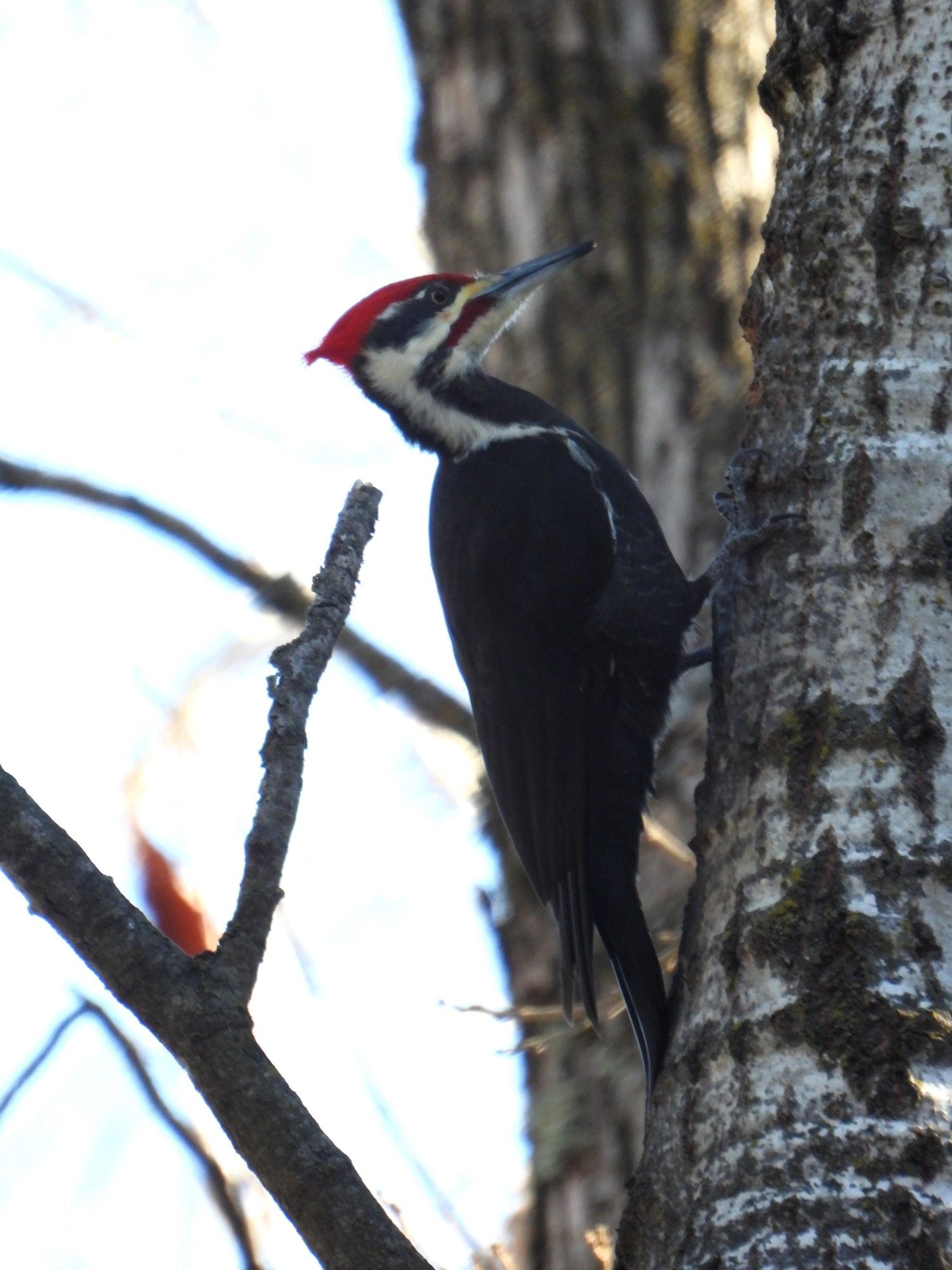 Pileated woodpecker working on a tree hole