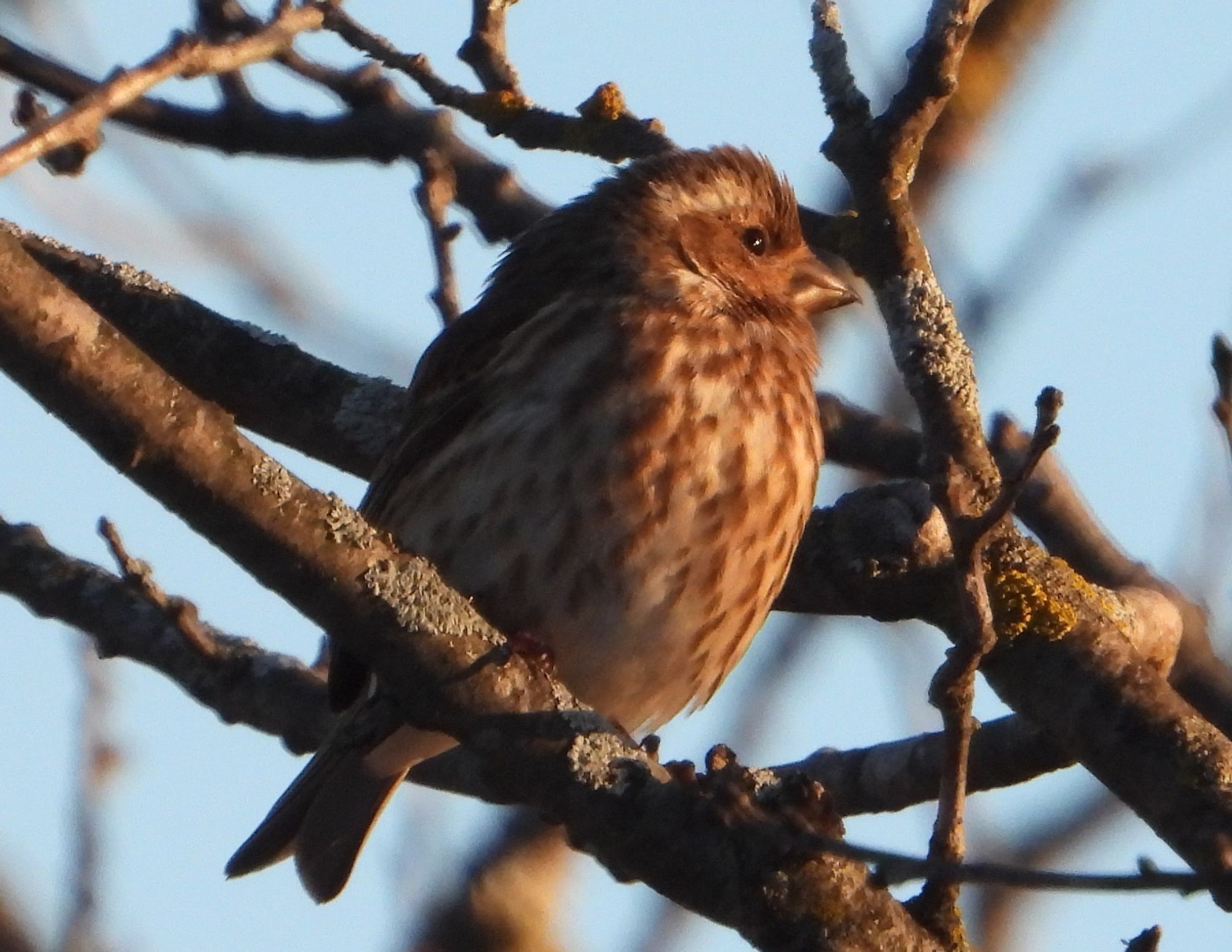 Female Purple Finch basking in the light of the rising sun