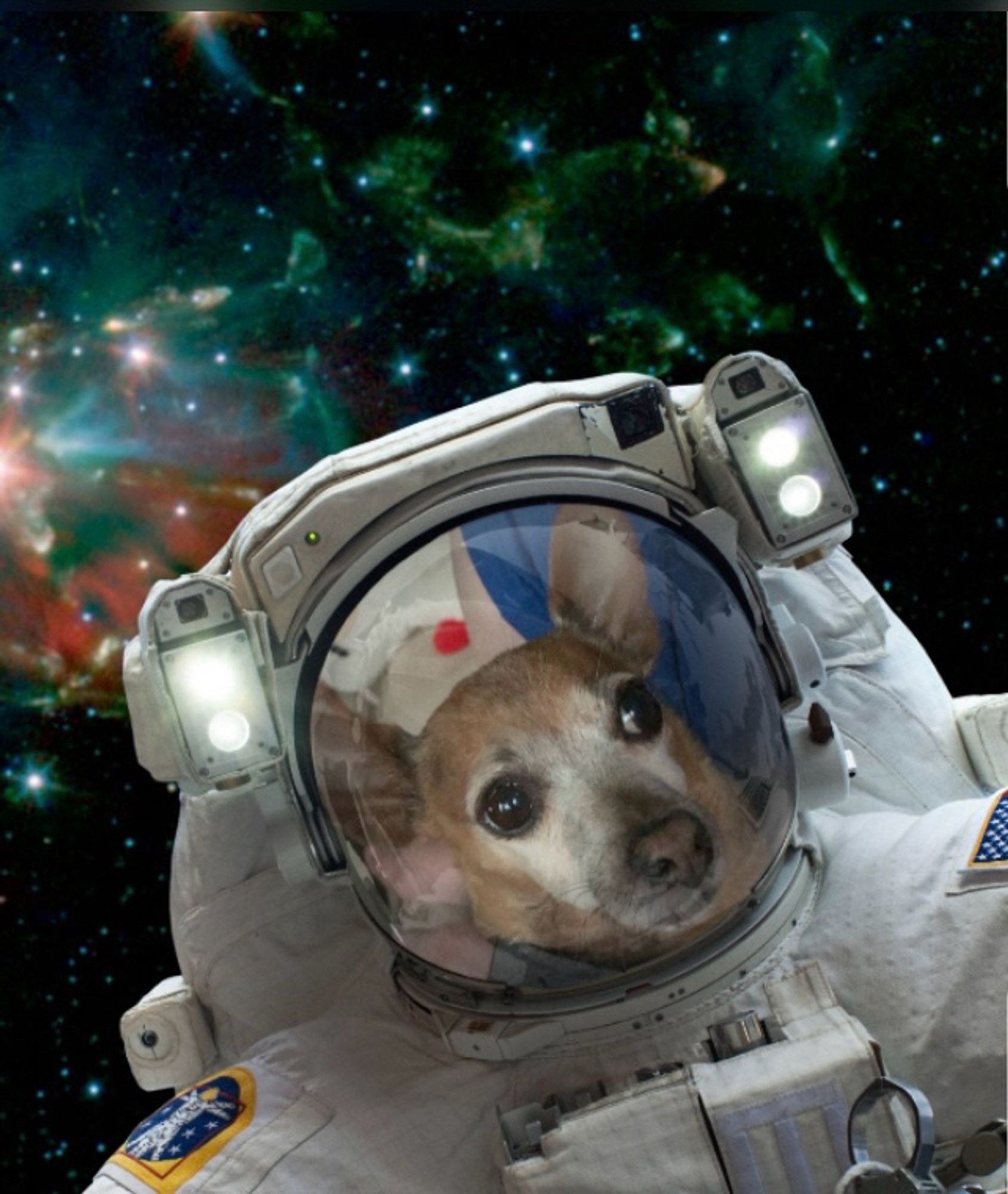 A sugar-faced tan chihuahua in a white spacewalk suit against a space background