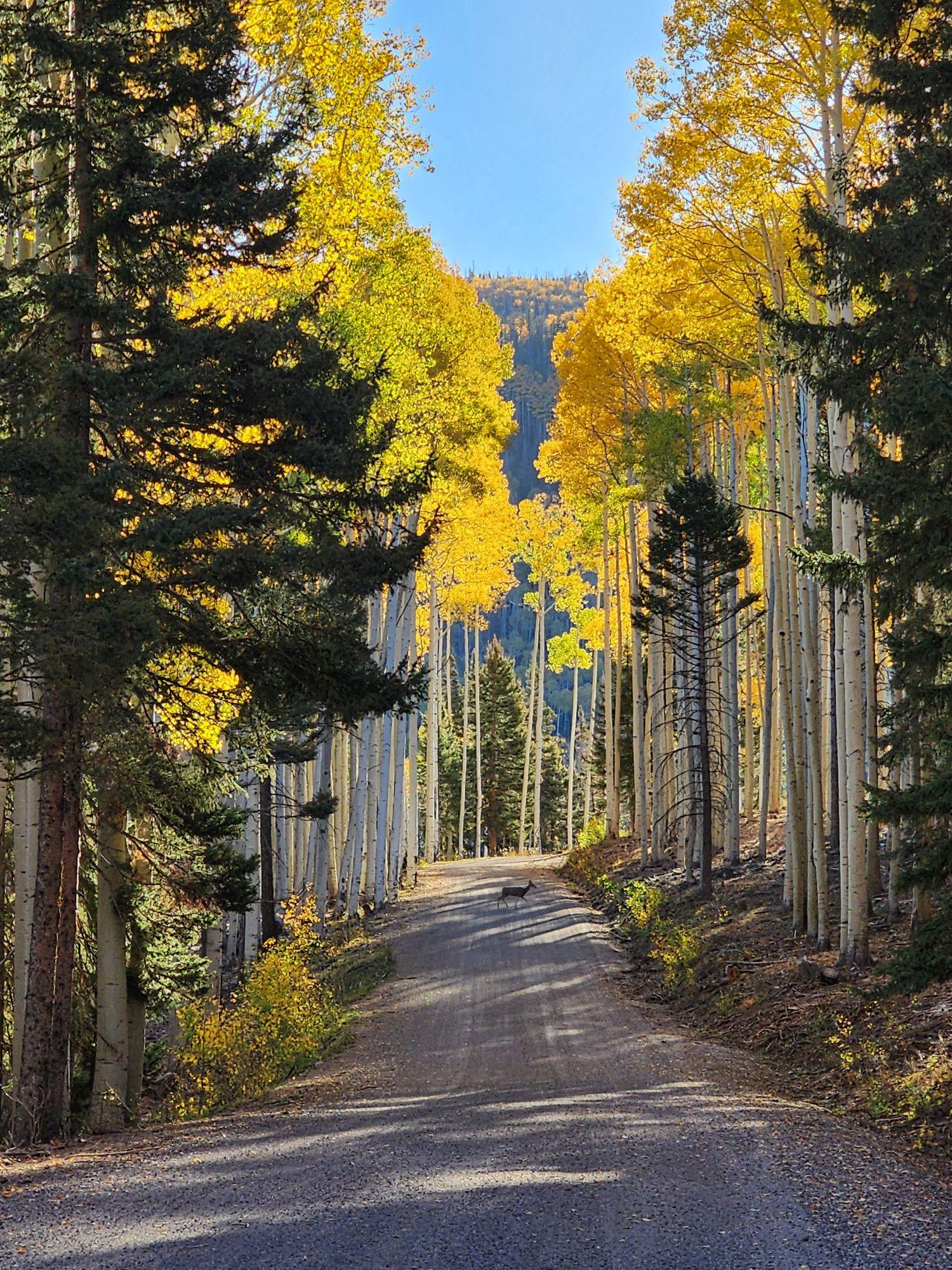 A picture of a deer crossing a dirt road surrounded by yellow aspen